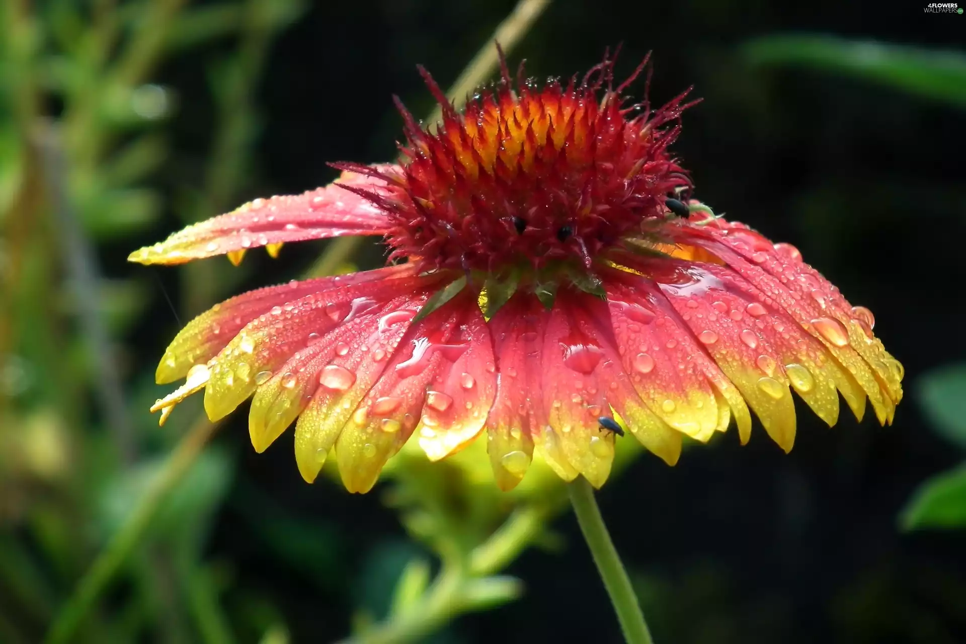 nature, gaillardia aristata, drops, Colourfull Flowers