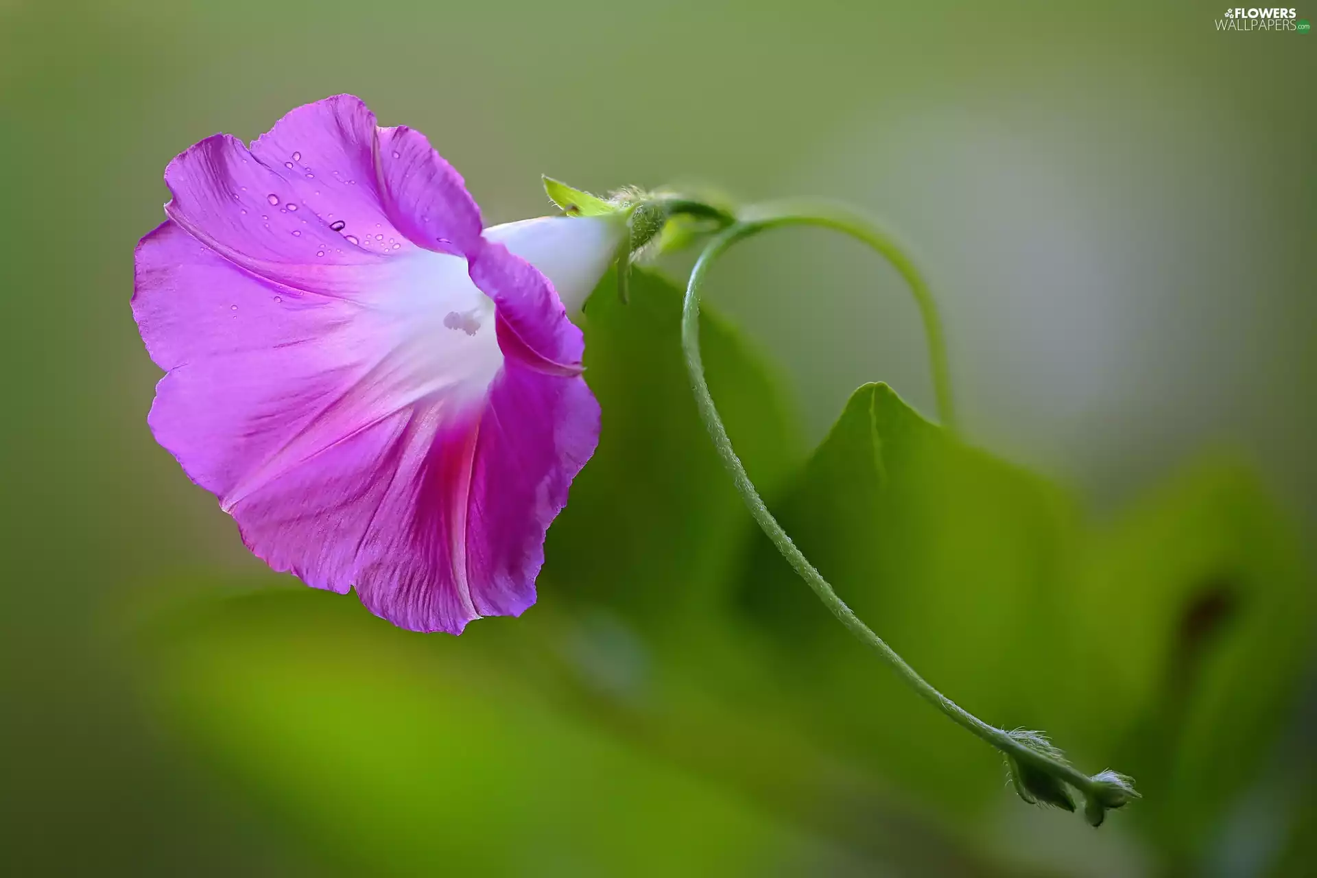 water, leaves, bindweed, drops, Colourfull Flowers