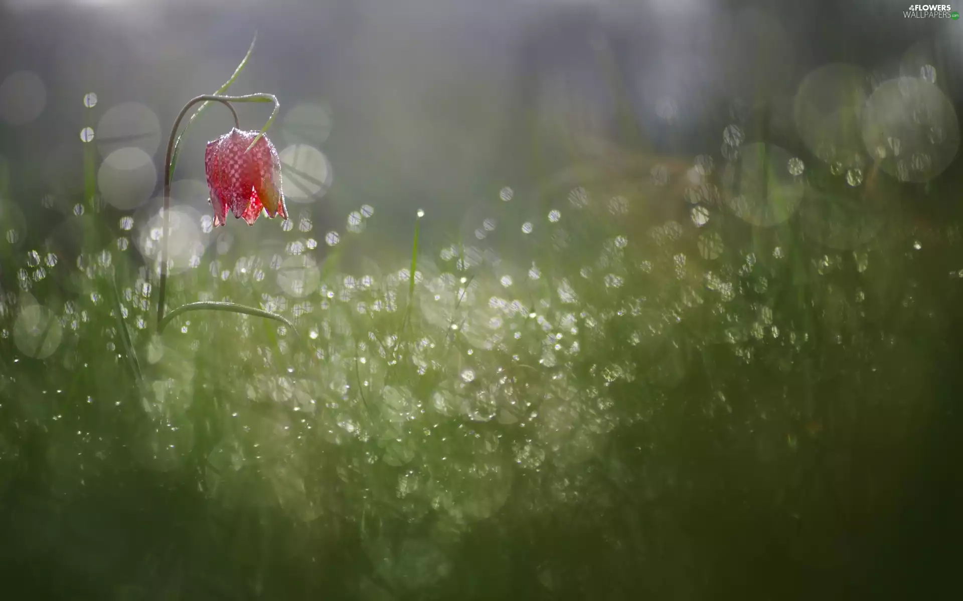 grass, Colourfull Flowers, drops, Rosy, leaves, checkerboard