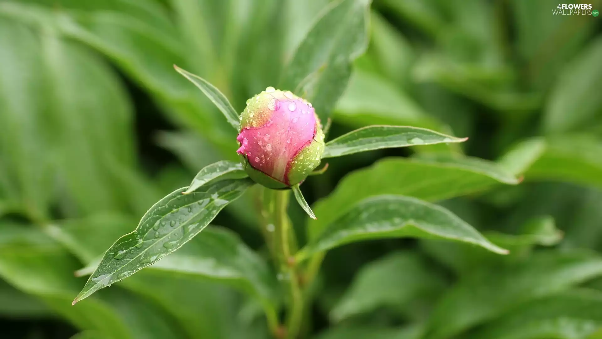 bud, Colourfull Flowers, drops, water, Leaf, peony