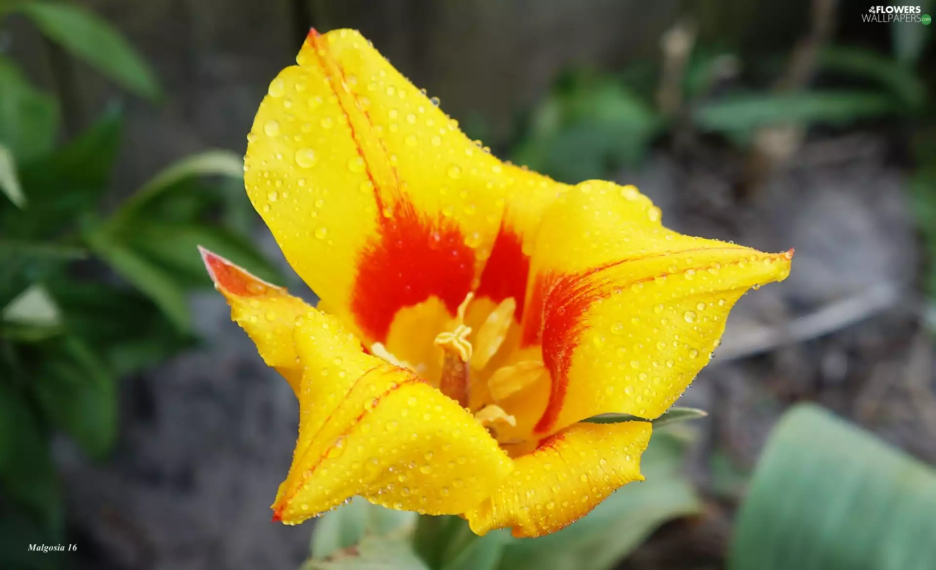 Red, Colourfull Flowers, drops, dew, tulip, Yellow
