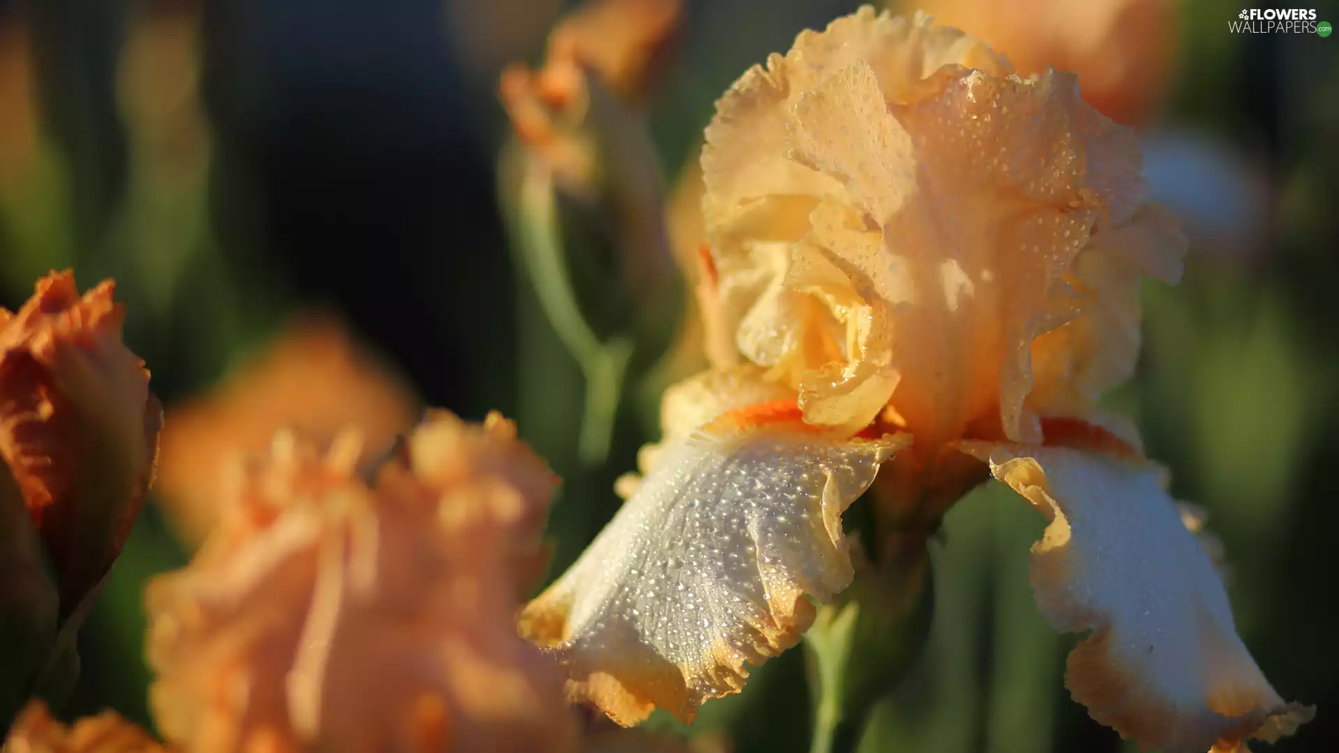 fuzzy, background, iris, drops, Colourfull Flowers