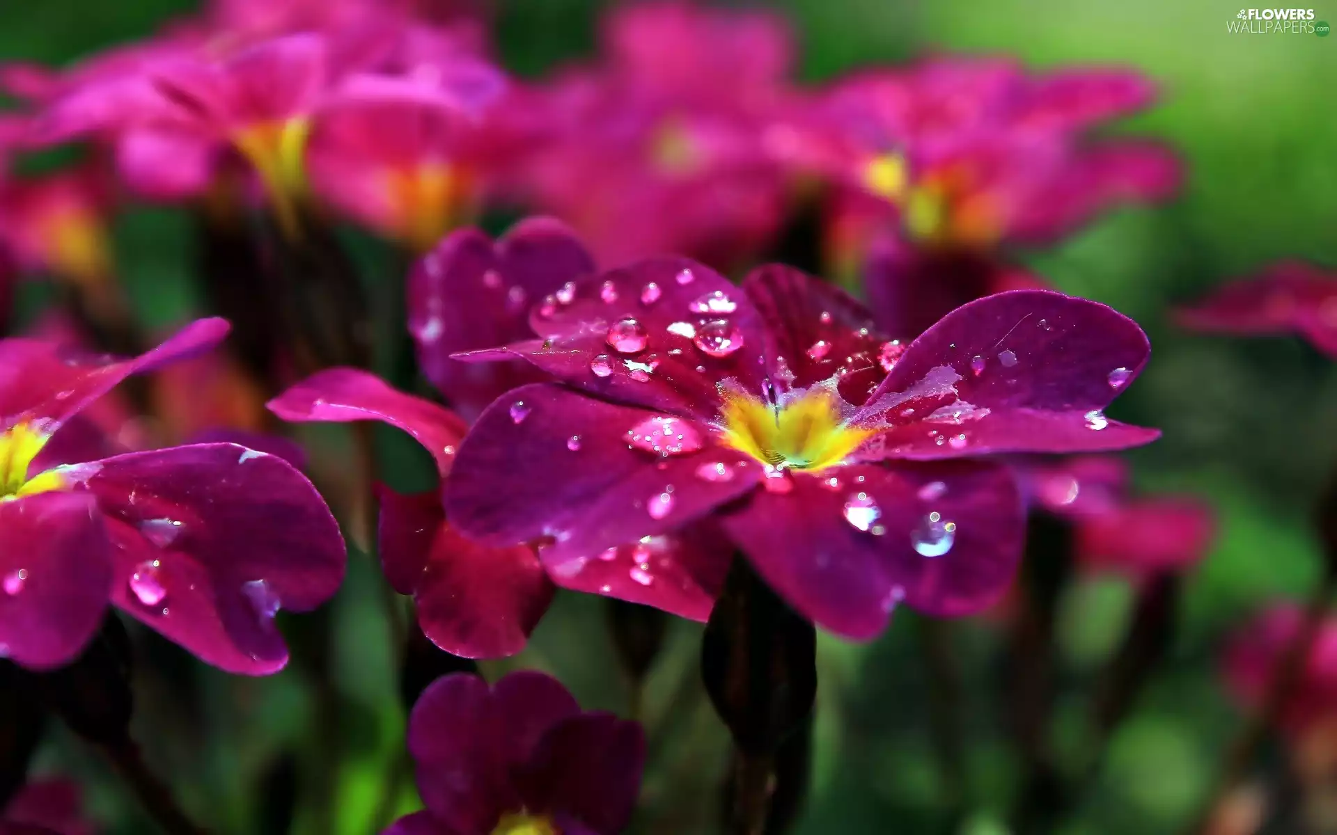 drops, Pink, Flowers