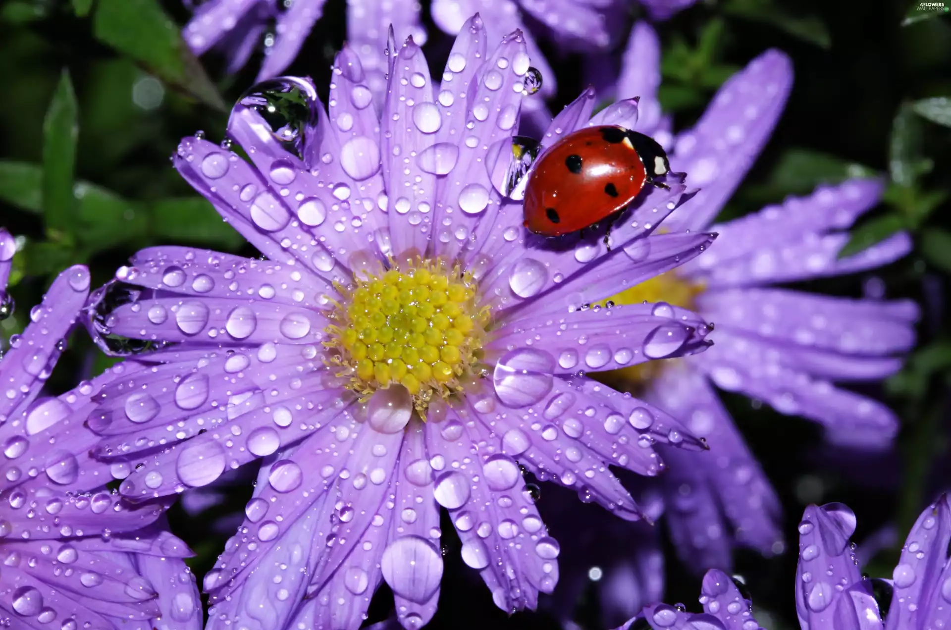 ladybird, drops, Flowers, Astra, purple
