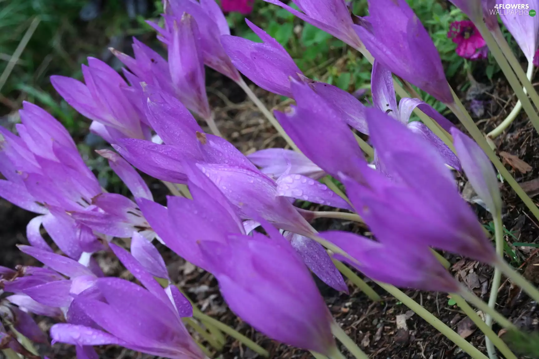 drops, purple, Flowers