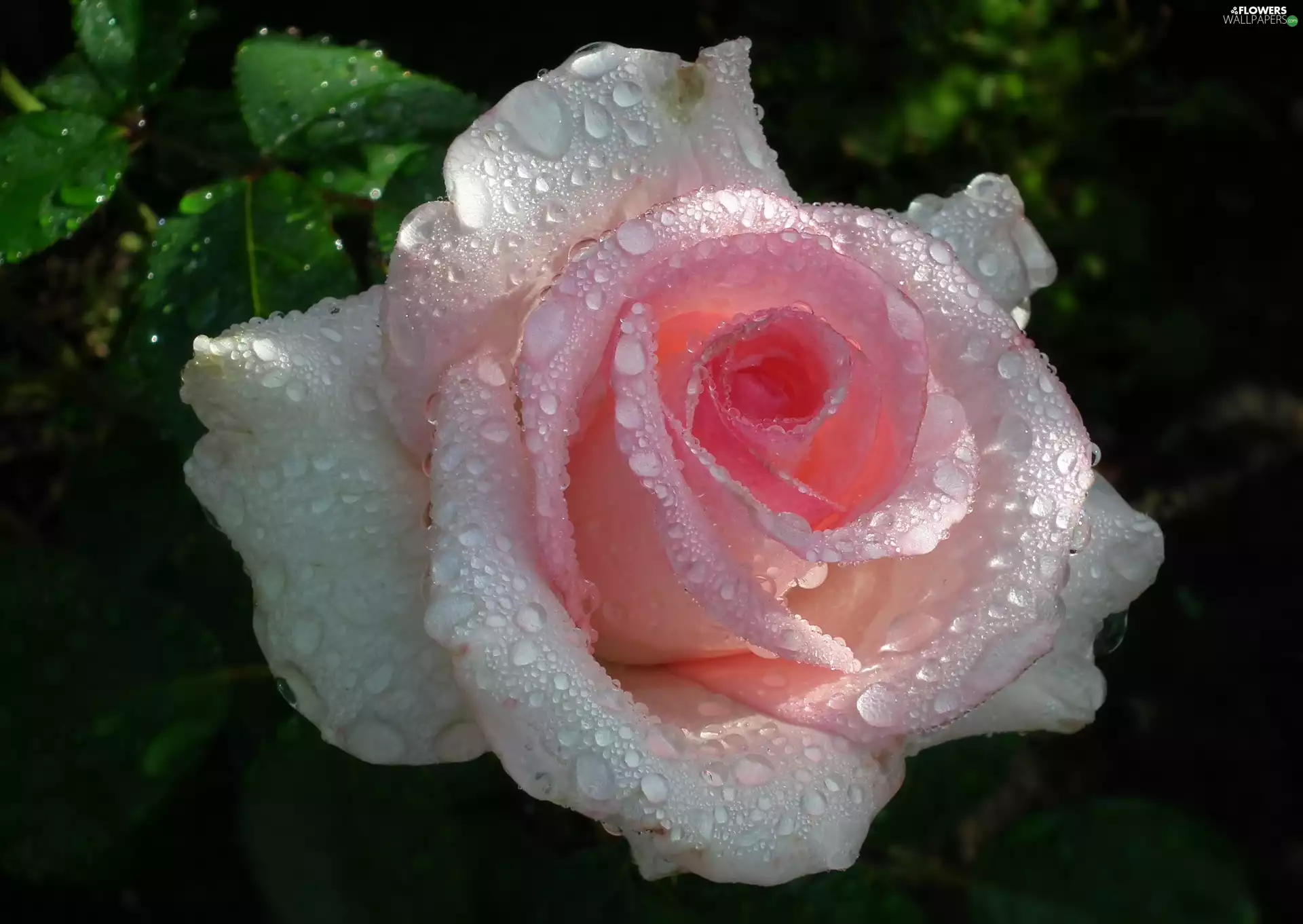 nature, rose, Rain drops, Colourfull Flowers