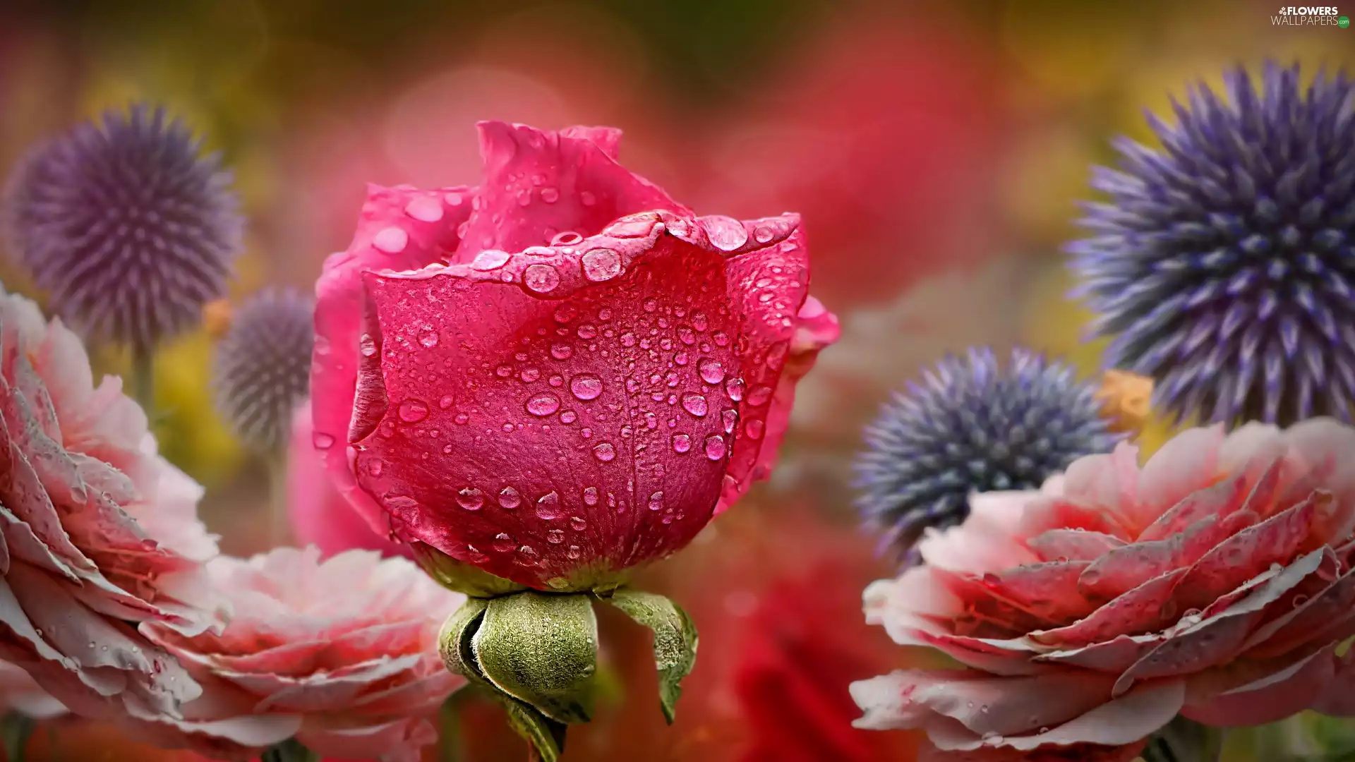 Flowers, Pink Rose, drops