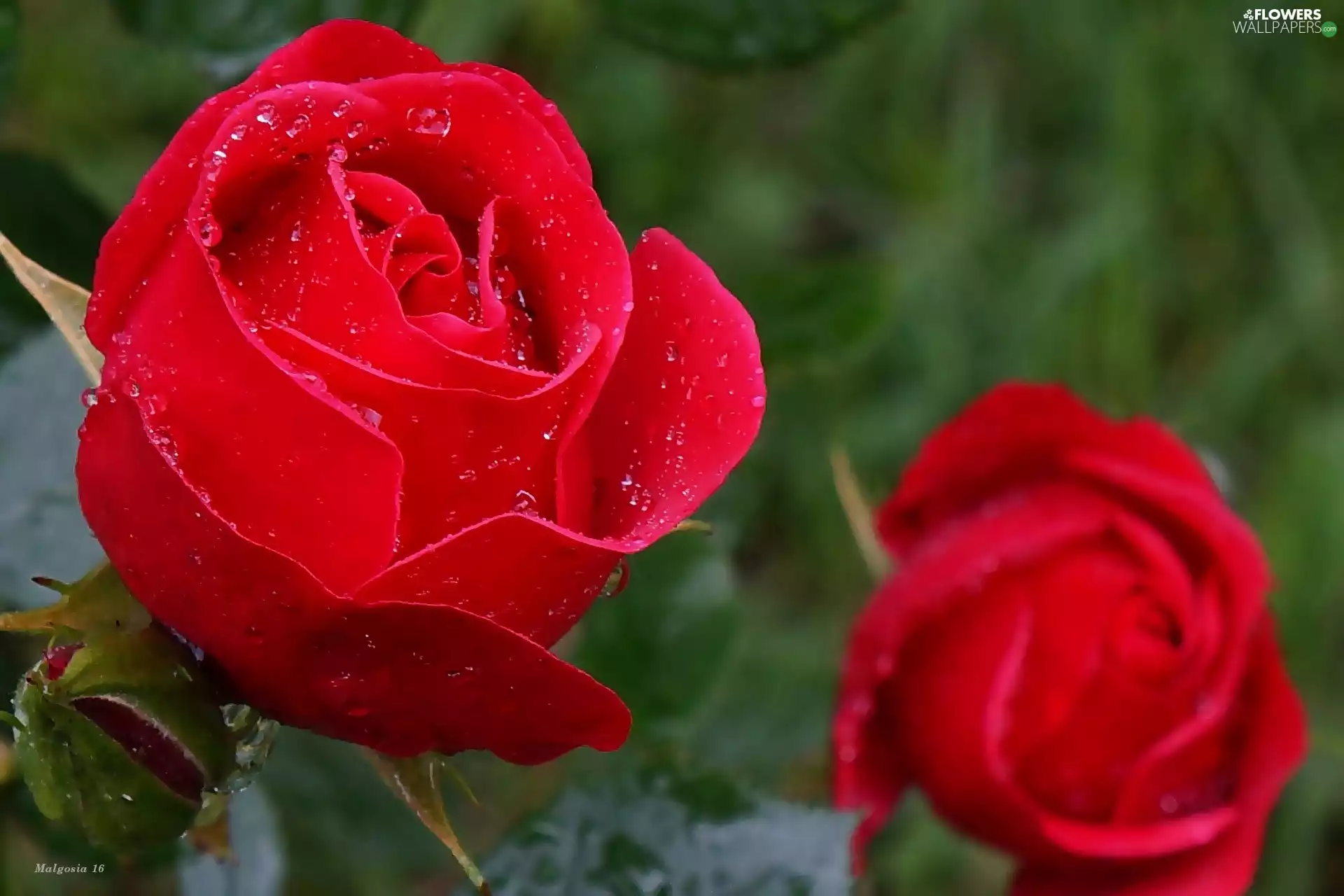 Flowers, roses, drops, Red