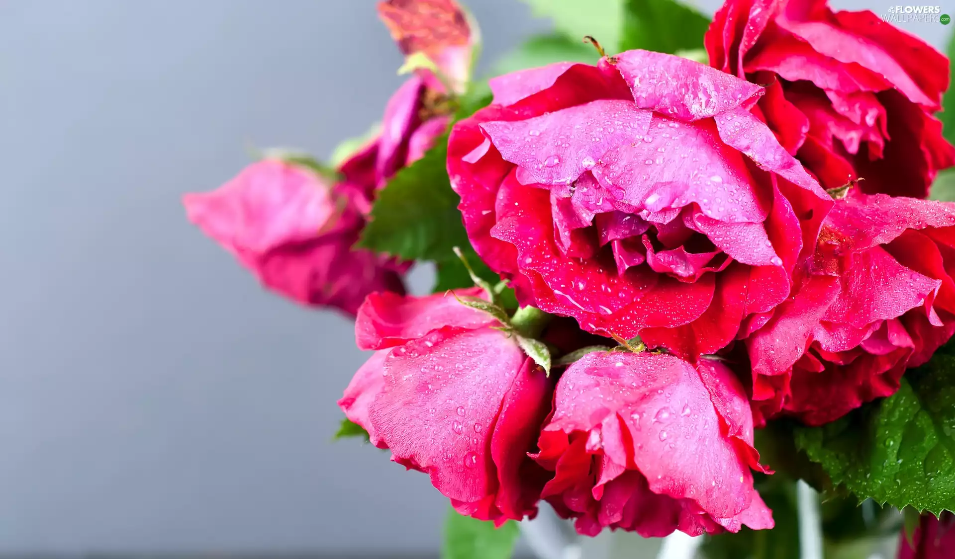 drops, roses, Flowers