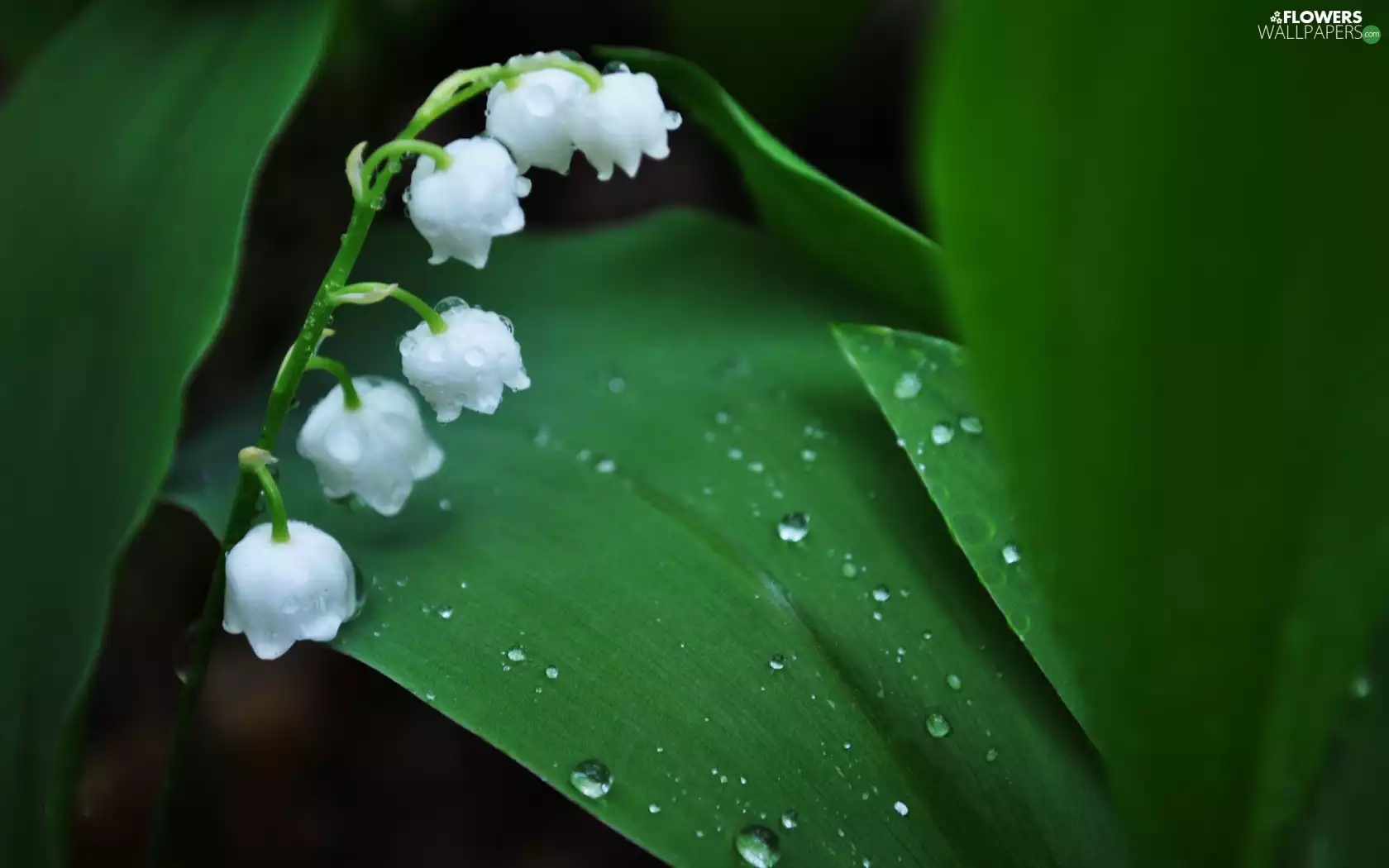 water, lily of the Valley, flowers, drops, White