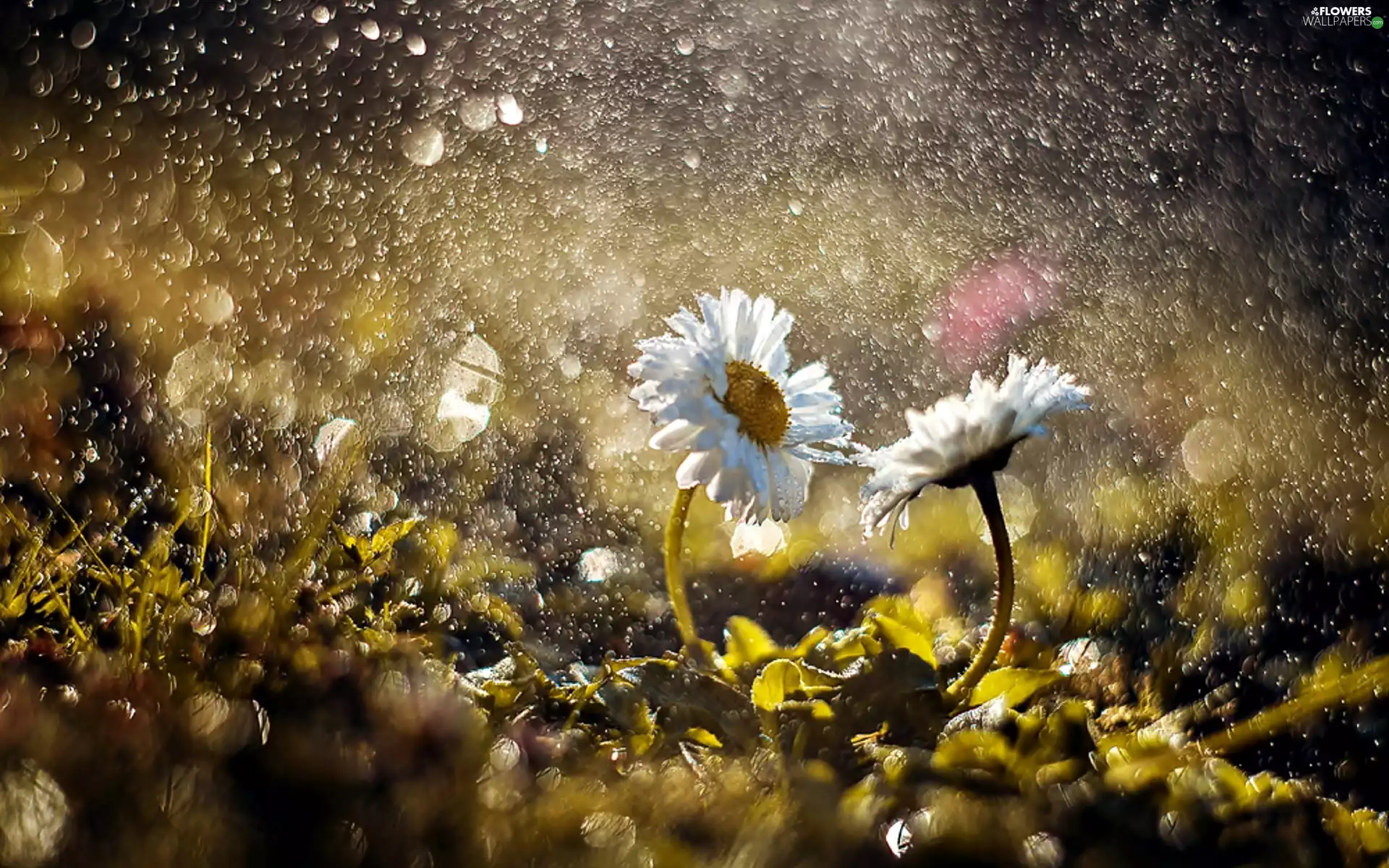 Close, drops, Flowers, daisies, White