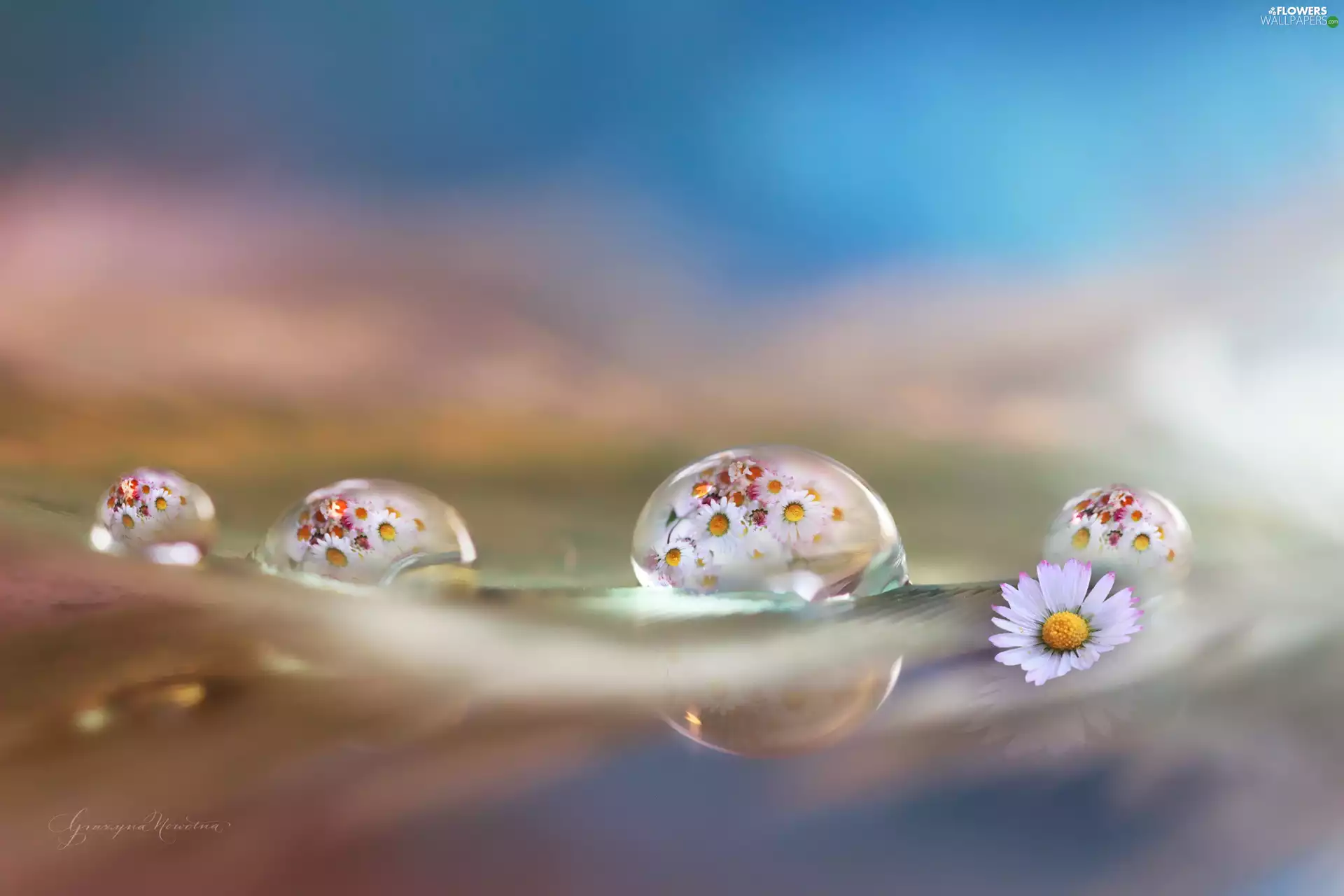four, Close, daisies, drops