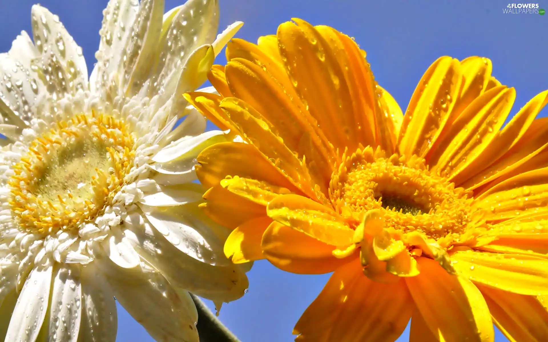 drops, Flowers, gerberas