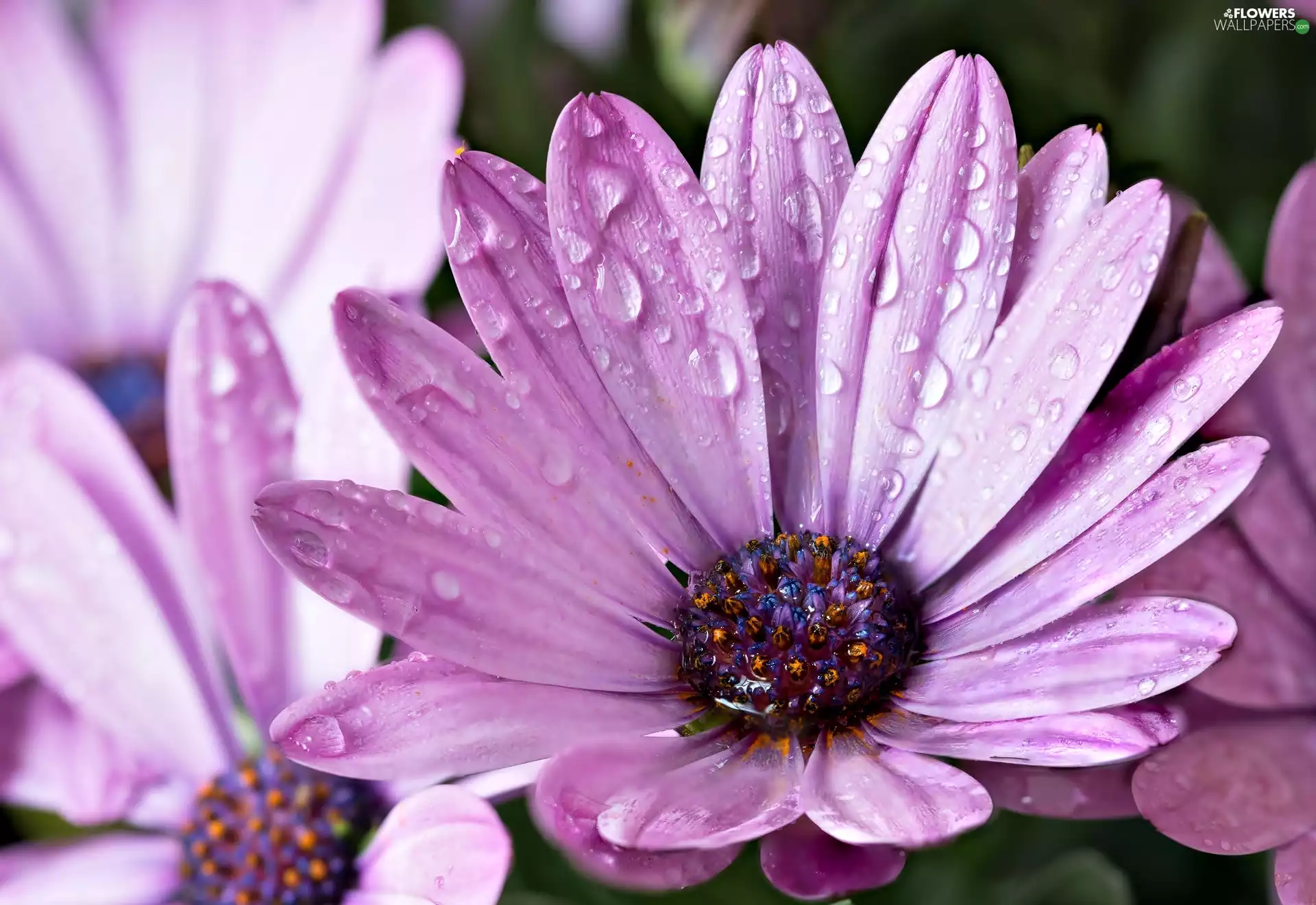 Violet, African, drops, daisy