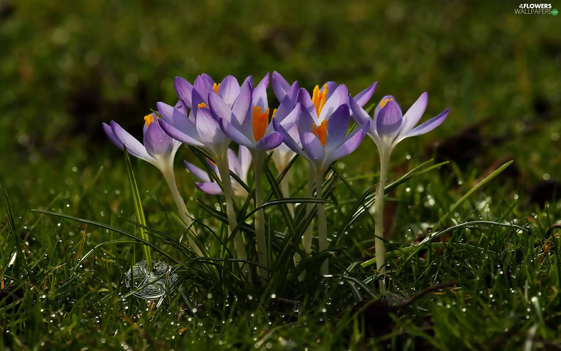 drops, crocuses, grass