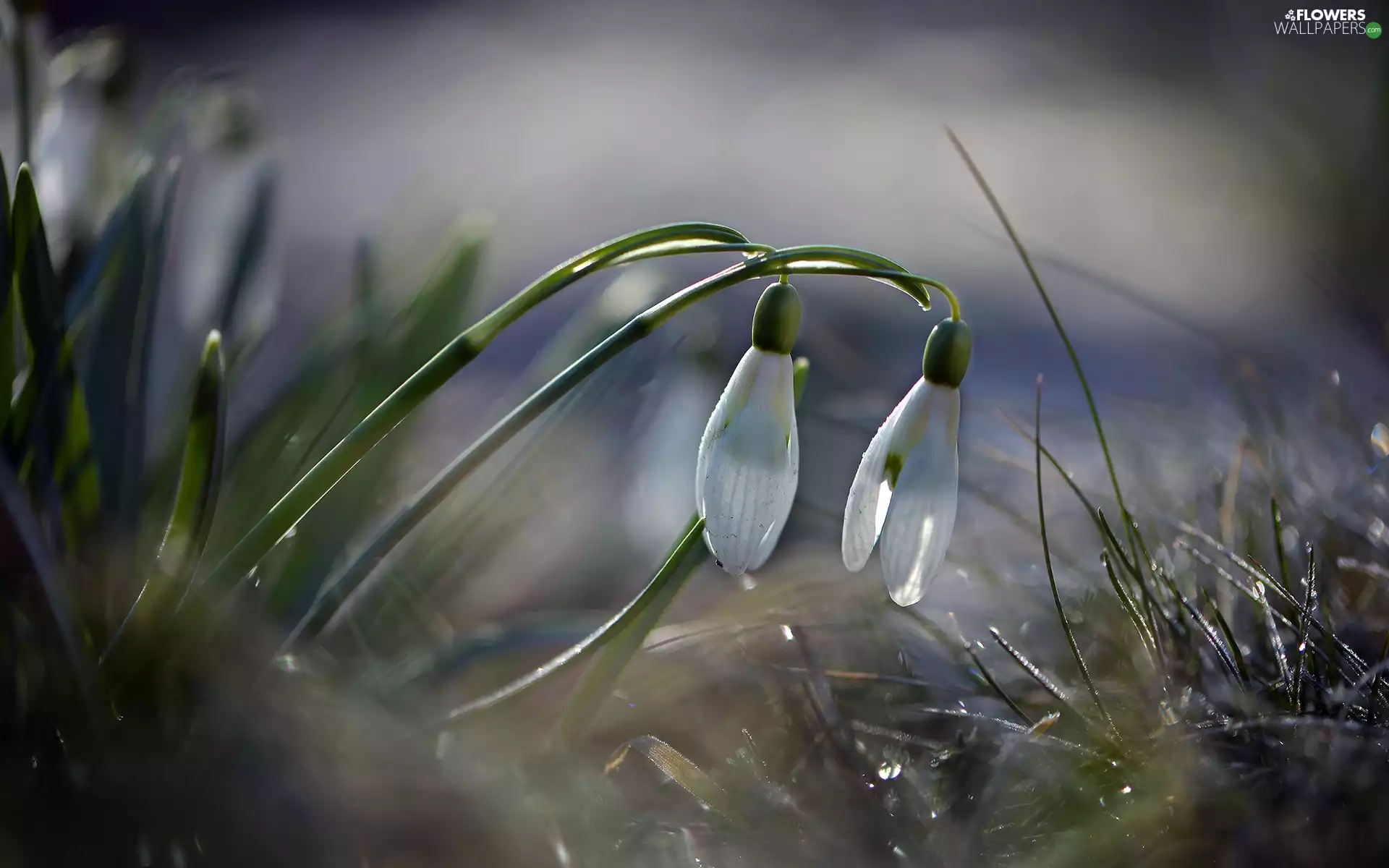 drops, snowdrops, grass