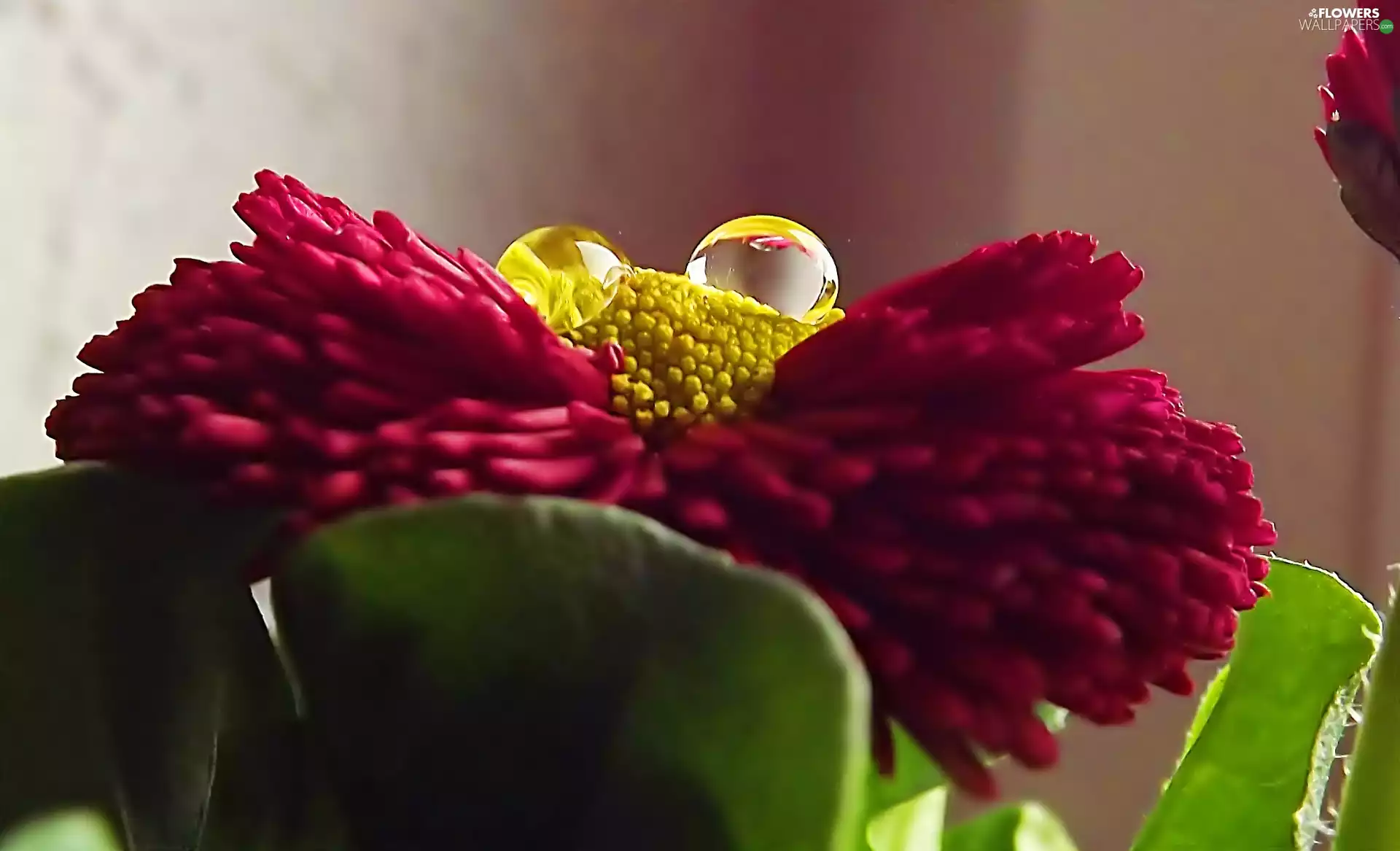 water, Close, daisy, drops, red hot