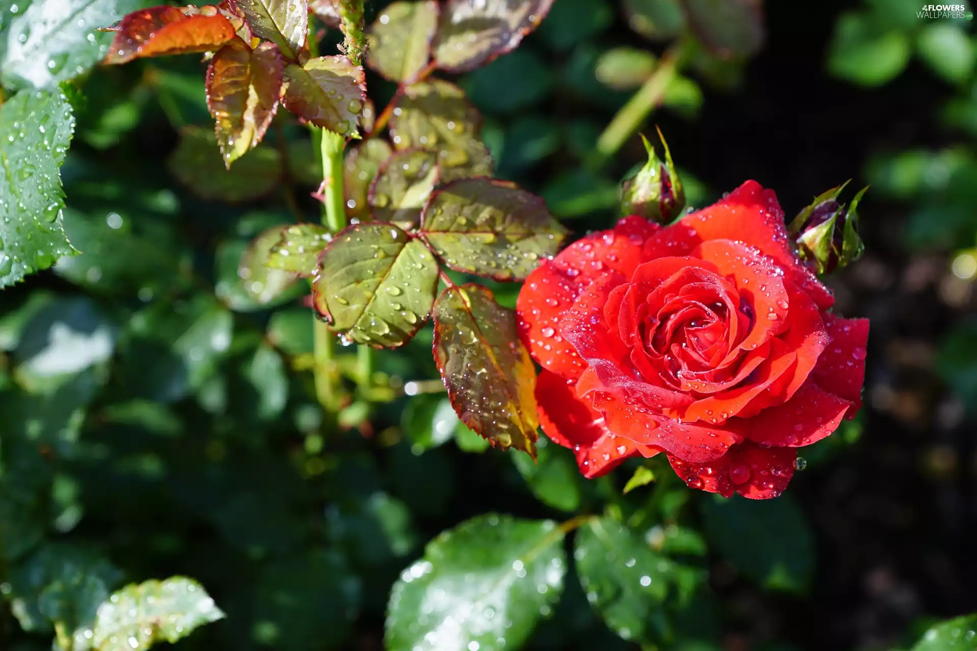 rose, red hot, drops, water, donuts, developed