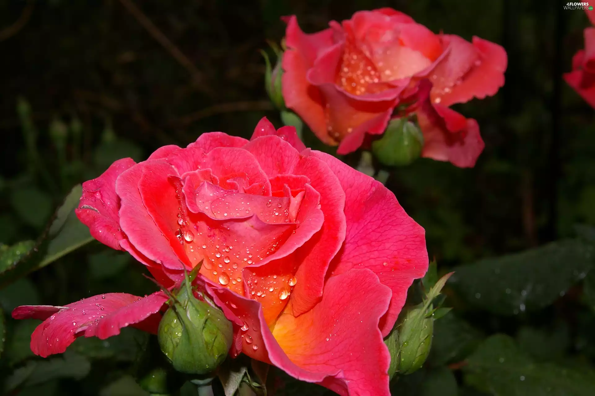 Colourfull Flowers, rose, drops, red hot