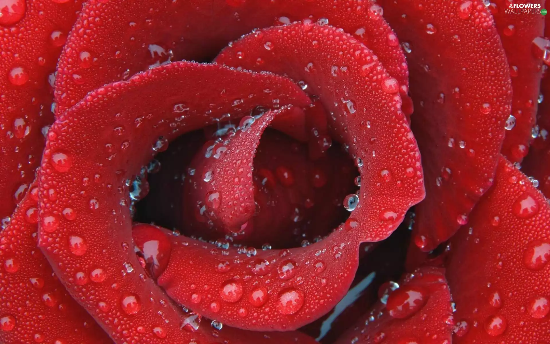 water, Close, rose, drops, red hot