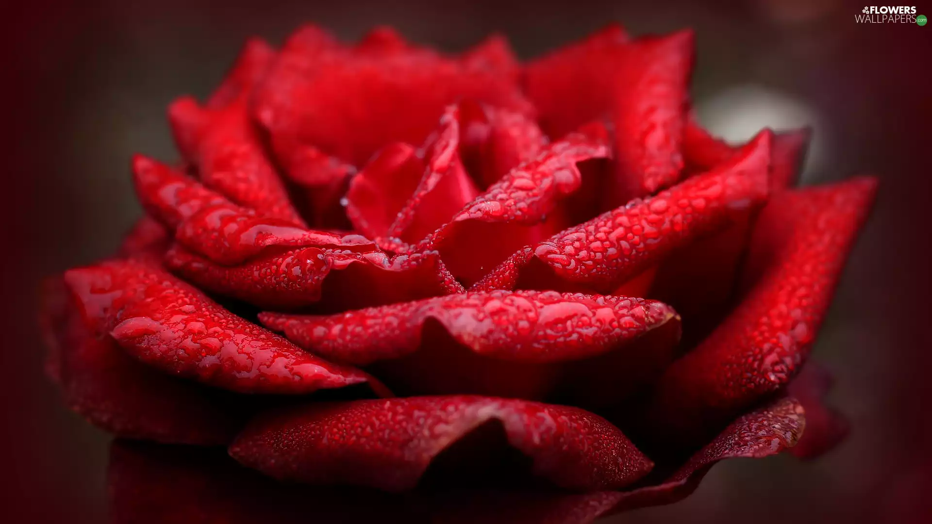 wet, flakes, rose, drops, red hot