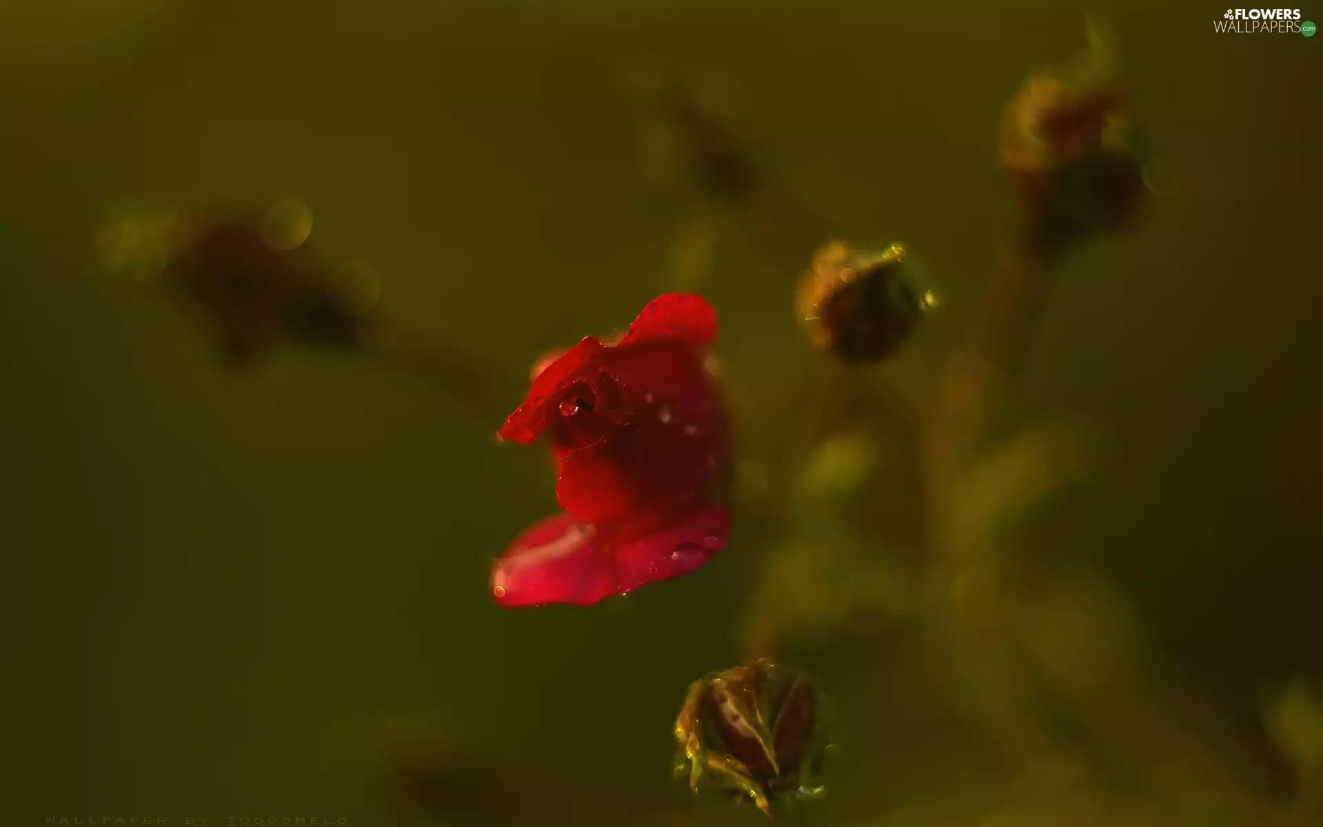 Briar, Buds, Water drops, red hot
