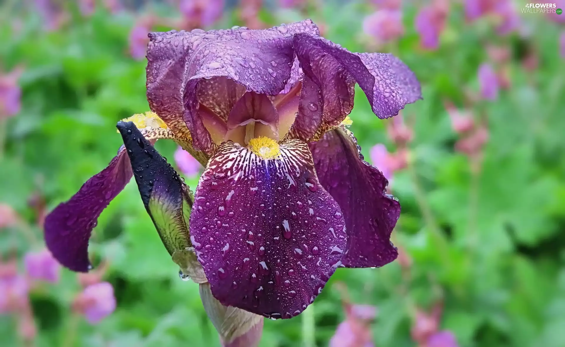 drops, Flowers, iris