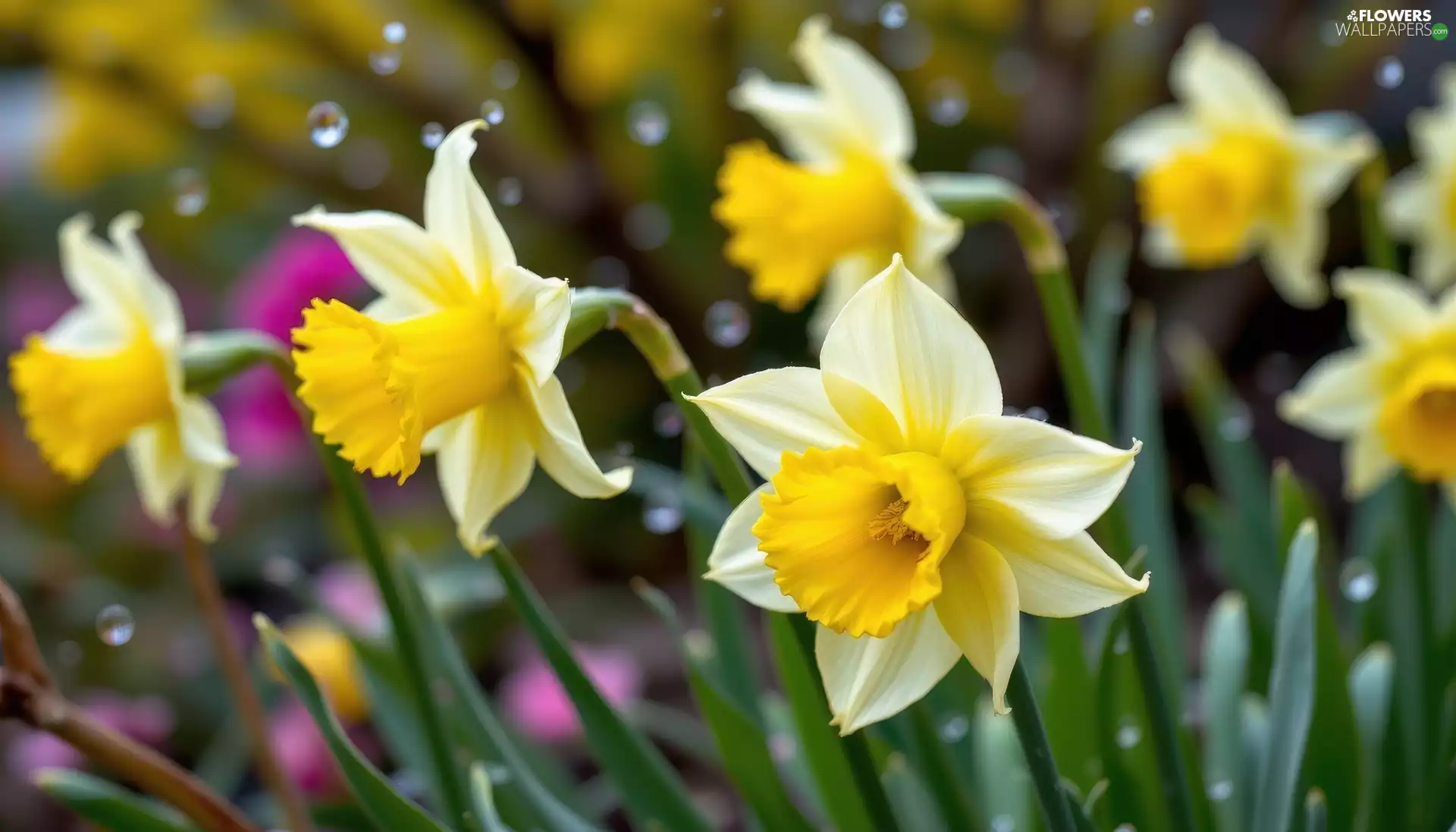 drops, Yellow, Jonquil