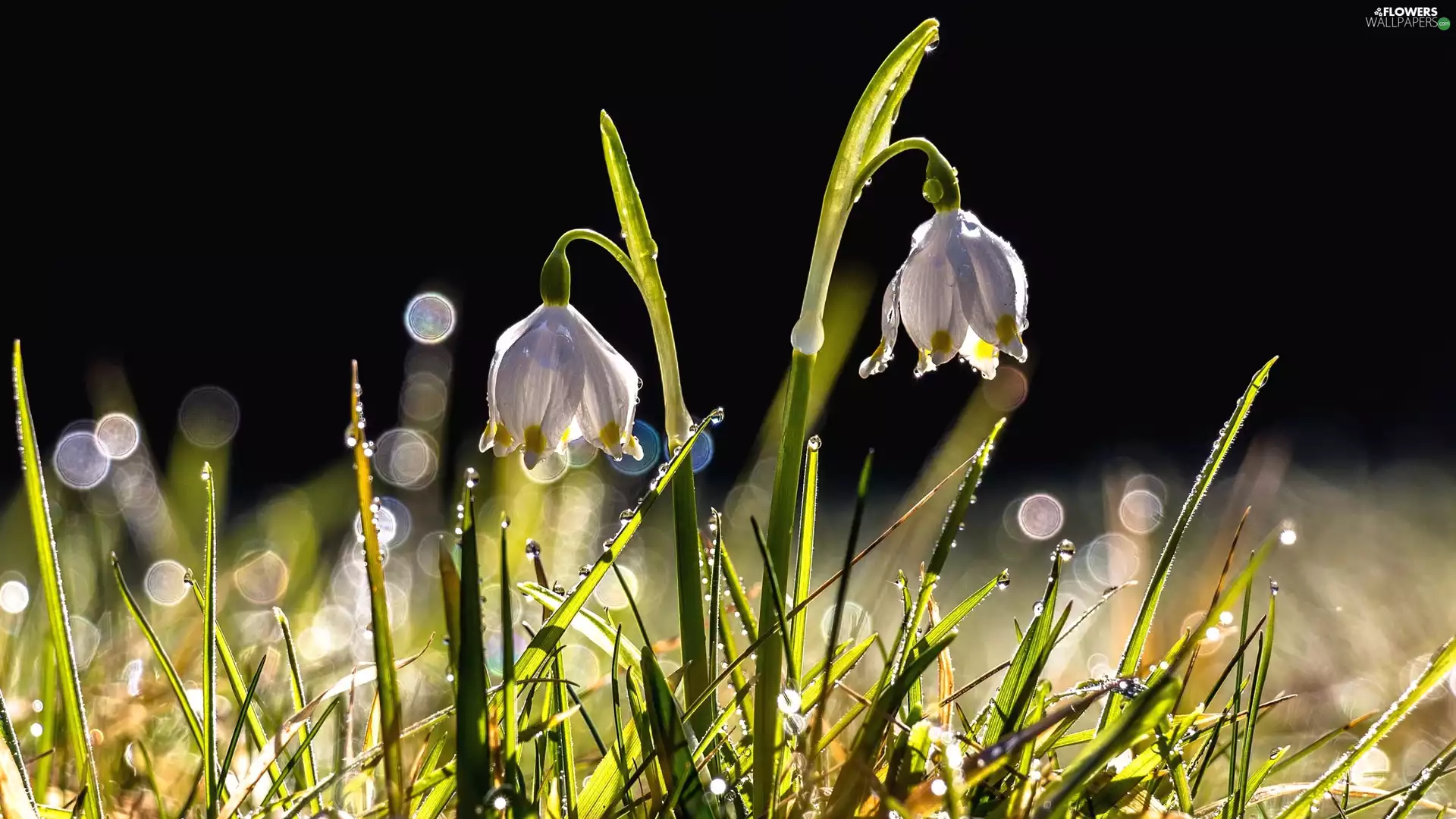 drops, Flowers, Leucojum