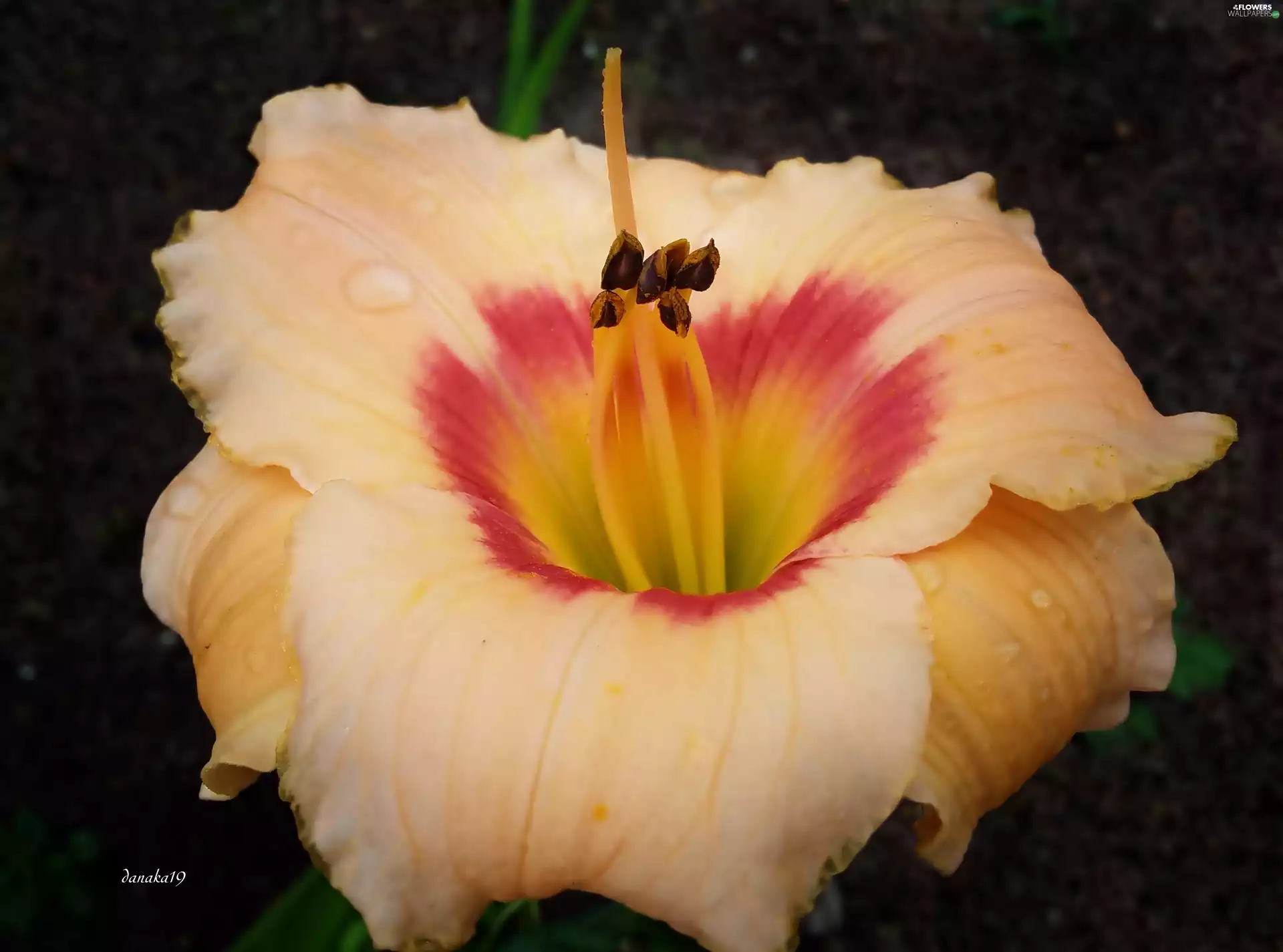 Centre, drops, lily, Red, cream