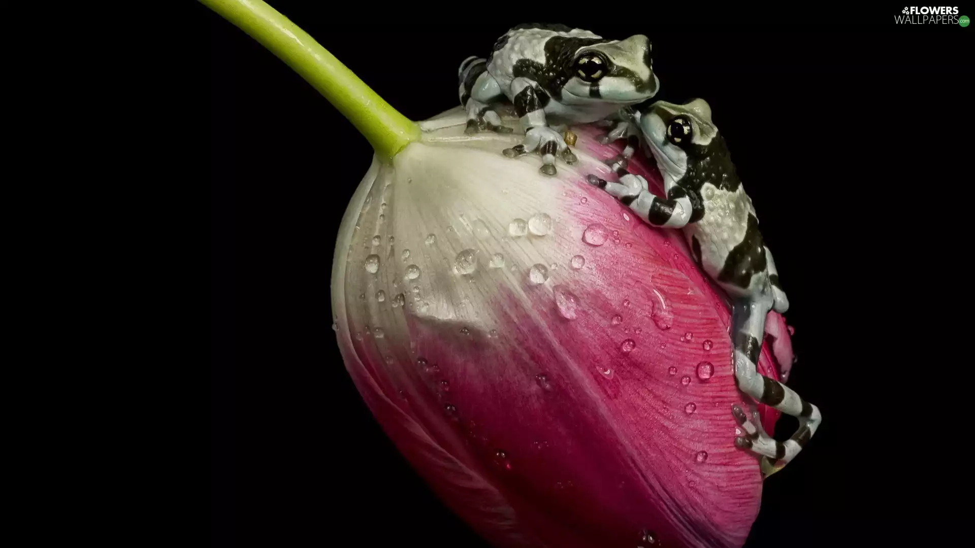 tulip, Frogs, Mission Golden-eyed Tree Frog, drops