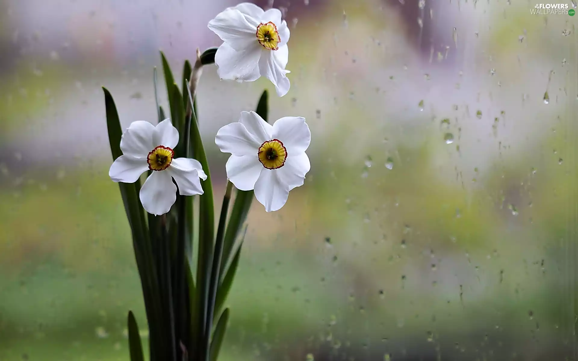 drops, White, narcissus