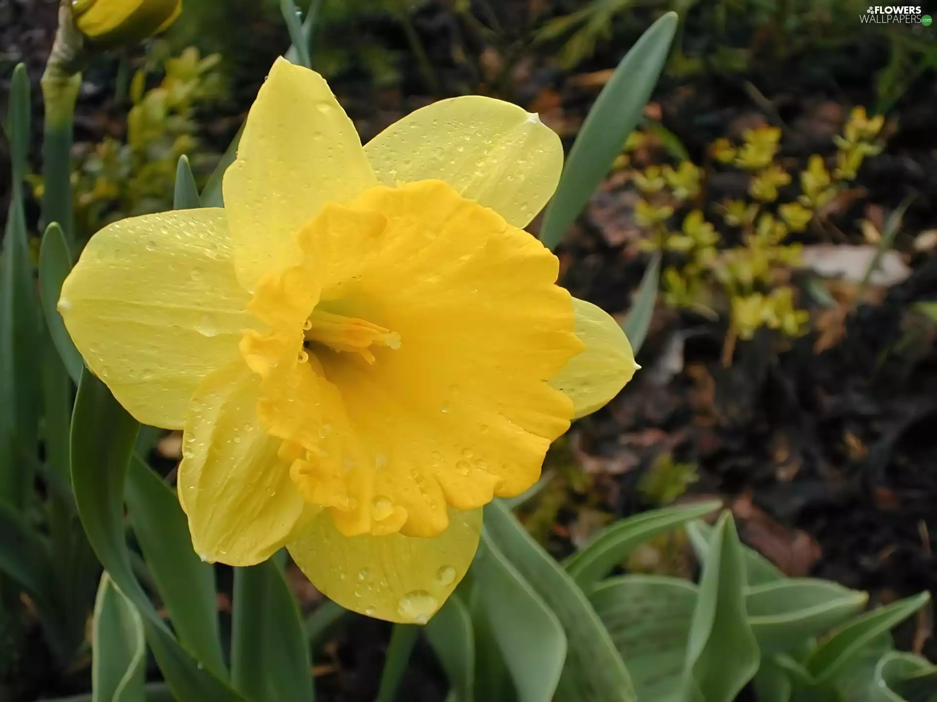 drops, Yellow, jonquil