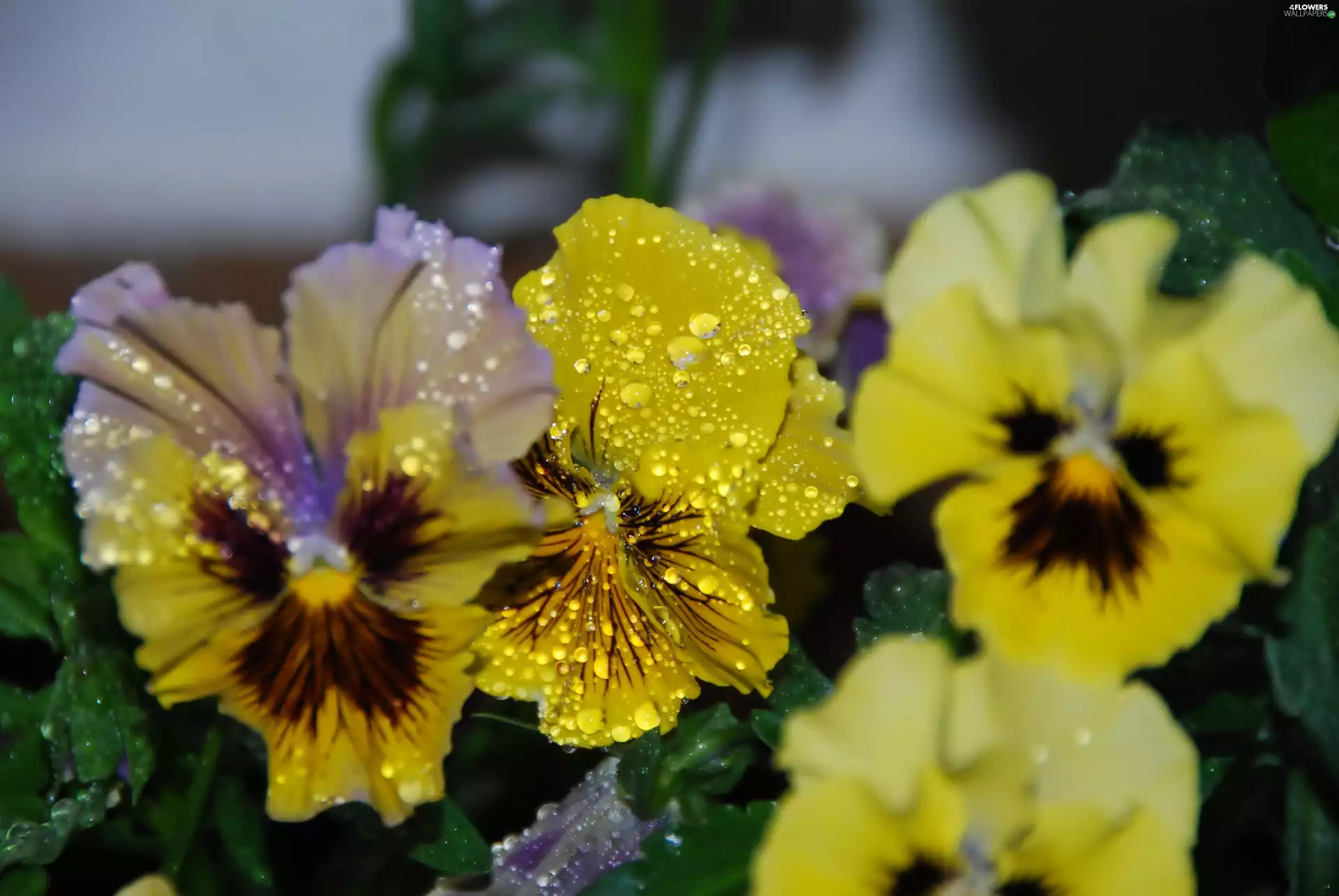 drops, color, pansies