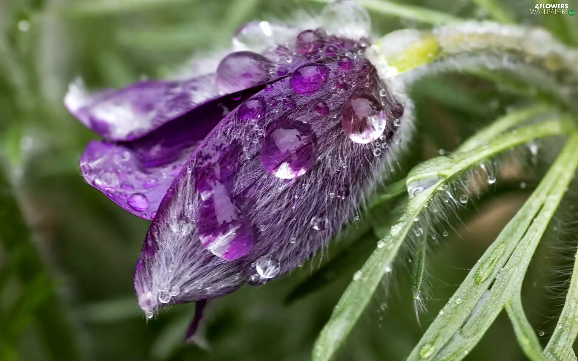 drops, Violet, pasque