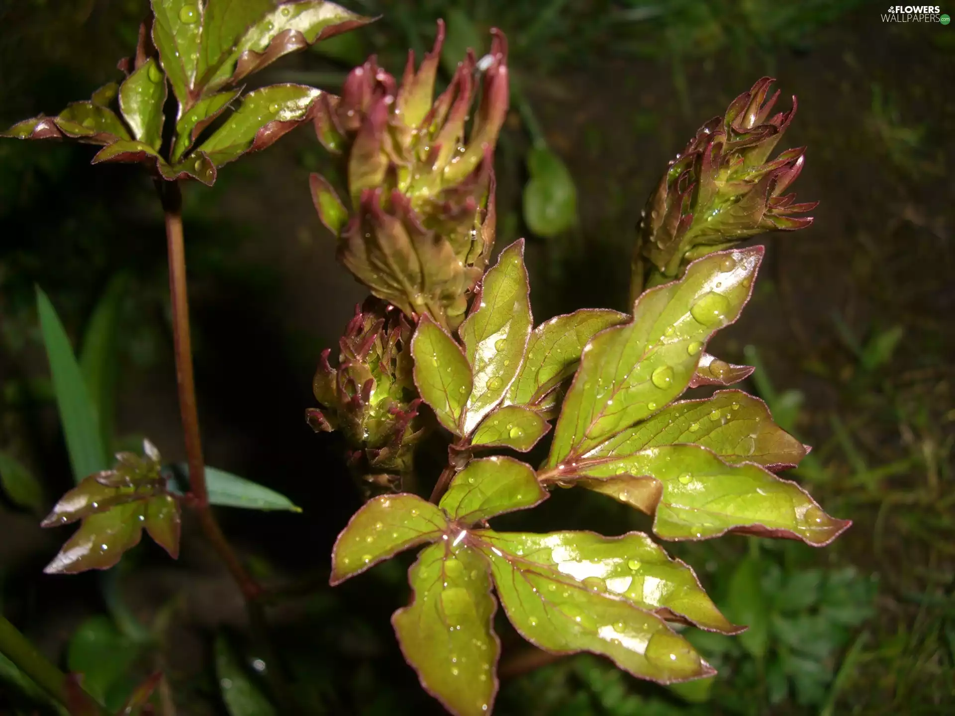 Peonies, Flowers, drops, Leaf