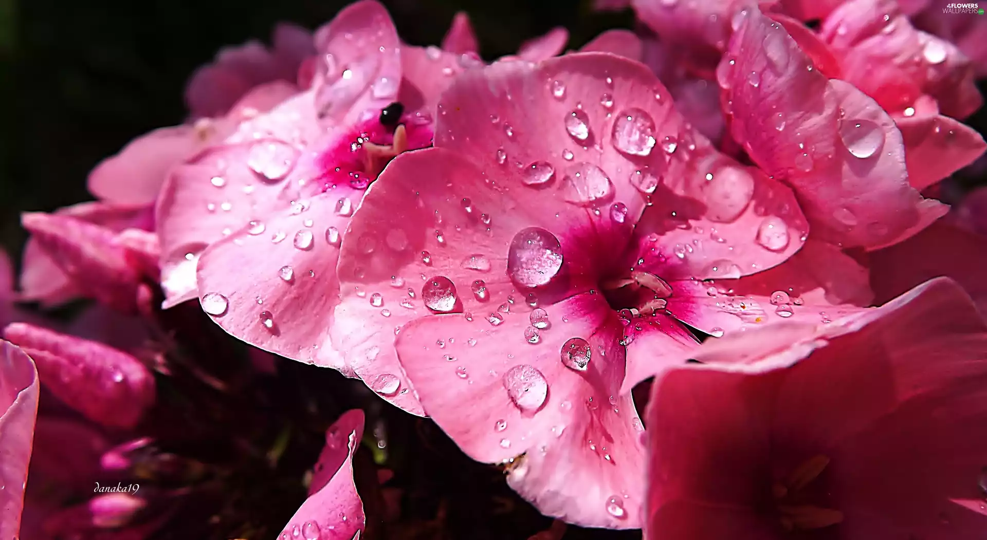 drops, Pink, phlox