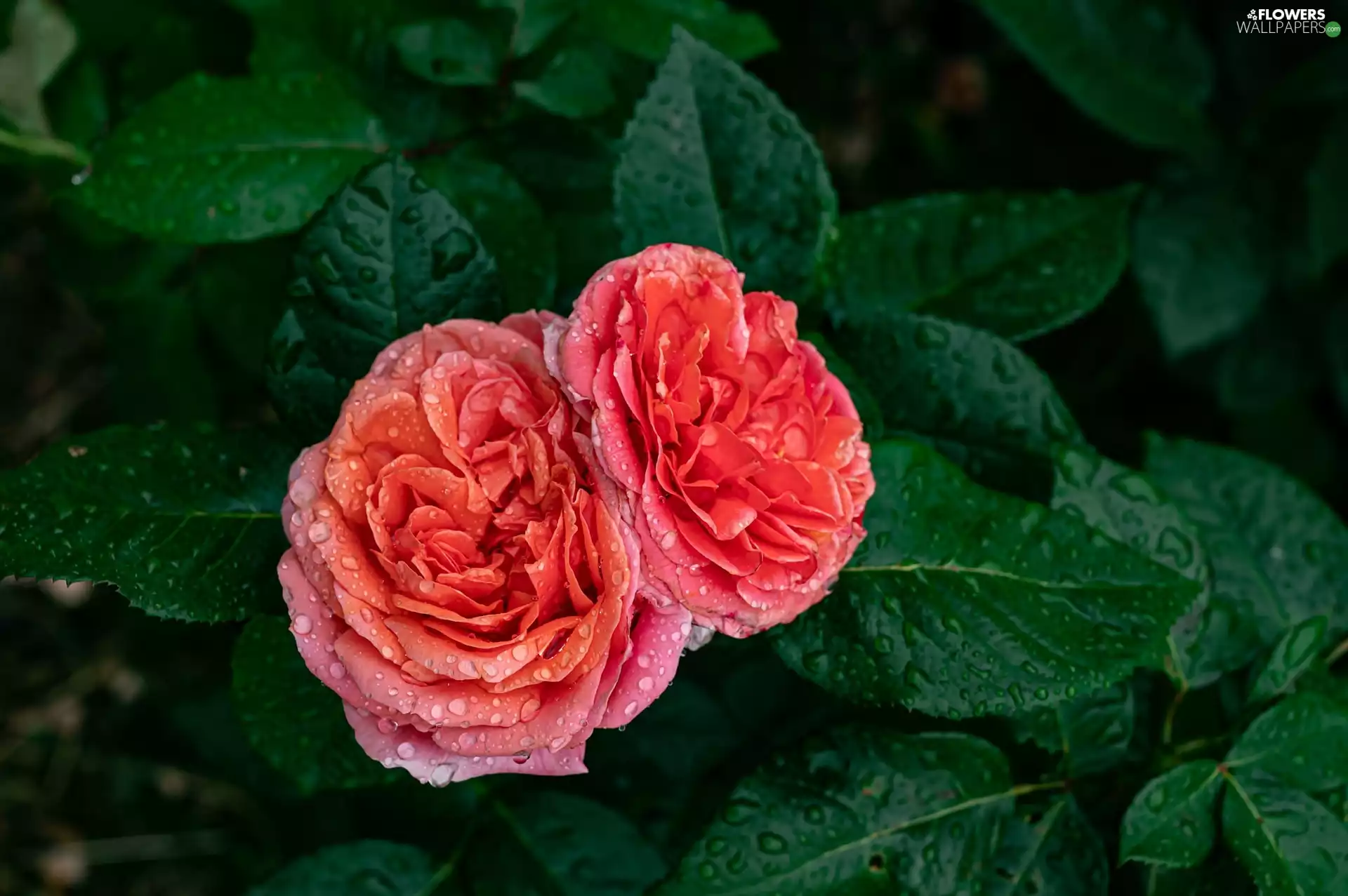 Leaf, drops, Pink, roses, Bush