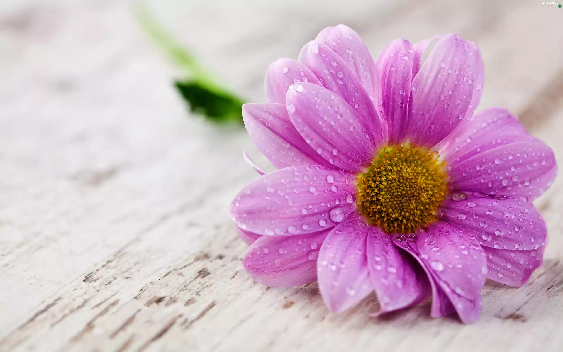 Pink, Colourfull Flowers, drops, Dalia