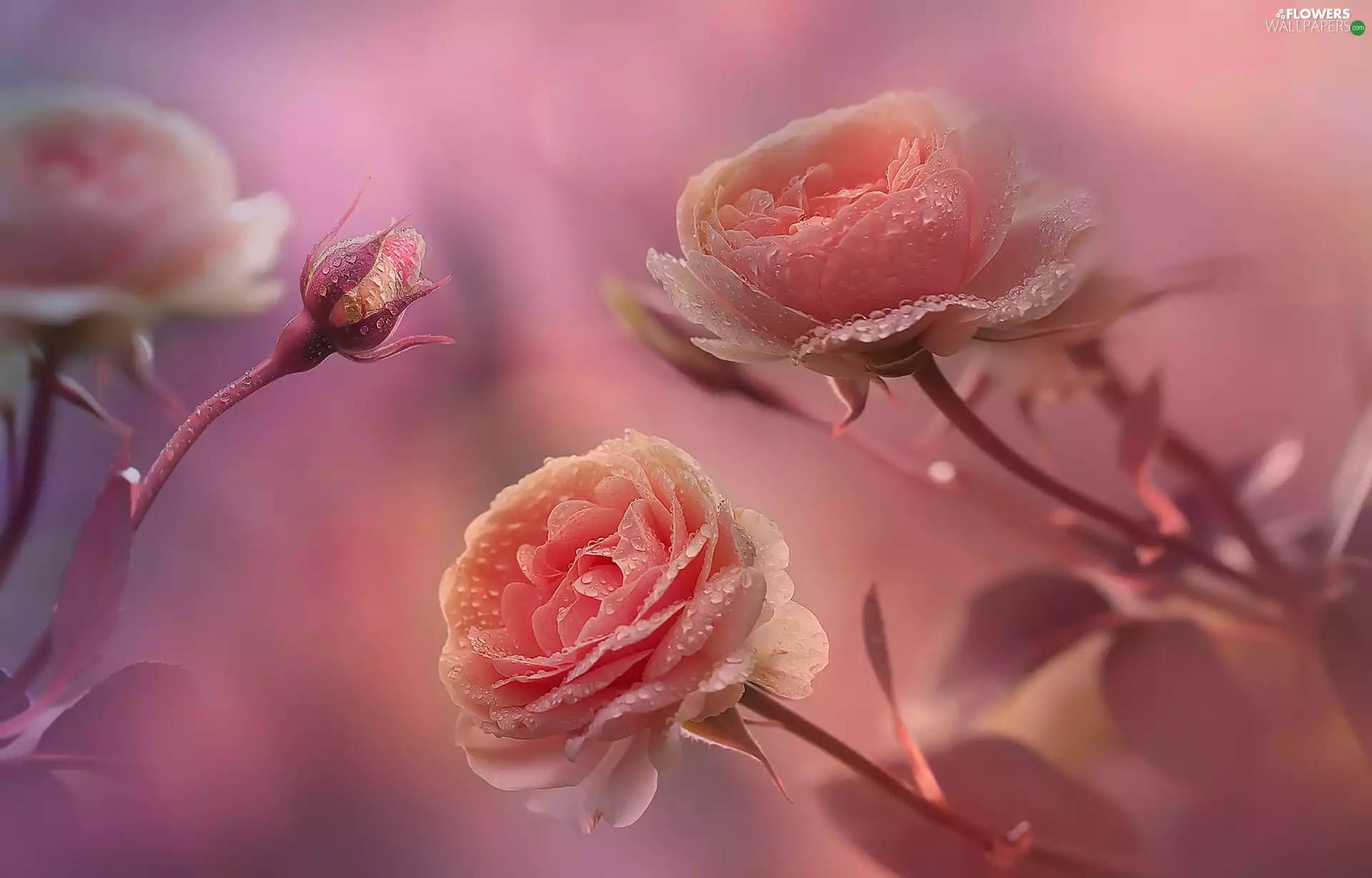 bud, drops, Pink, roses, Flowers