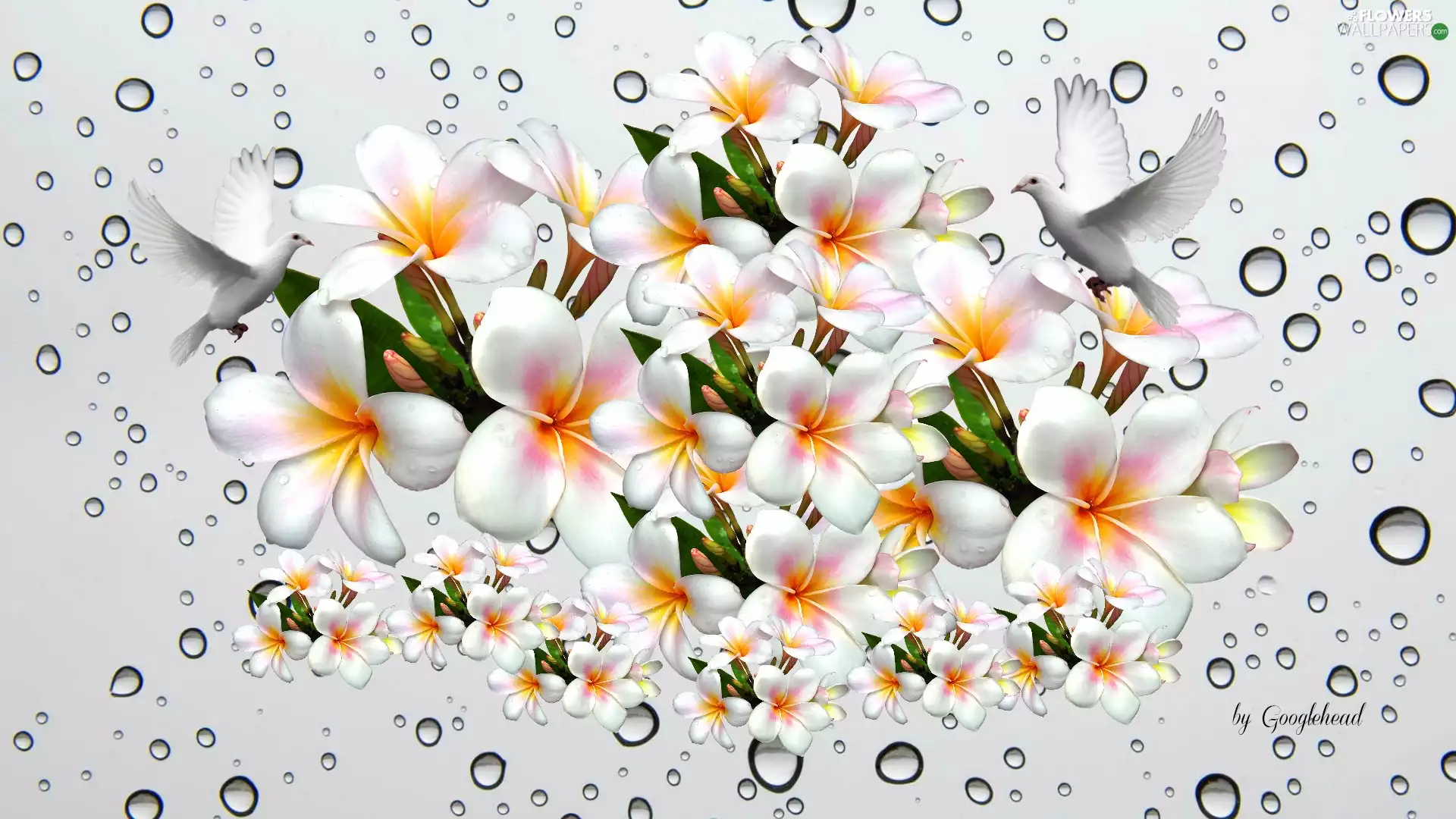 Plumeria, water, 2D, drops