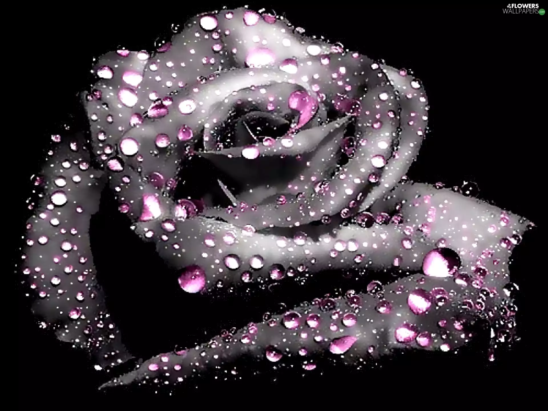 drops, rose, purple