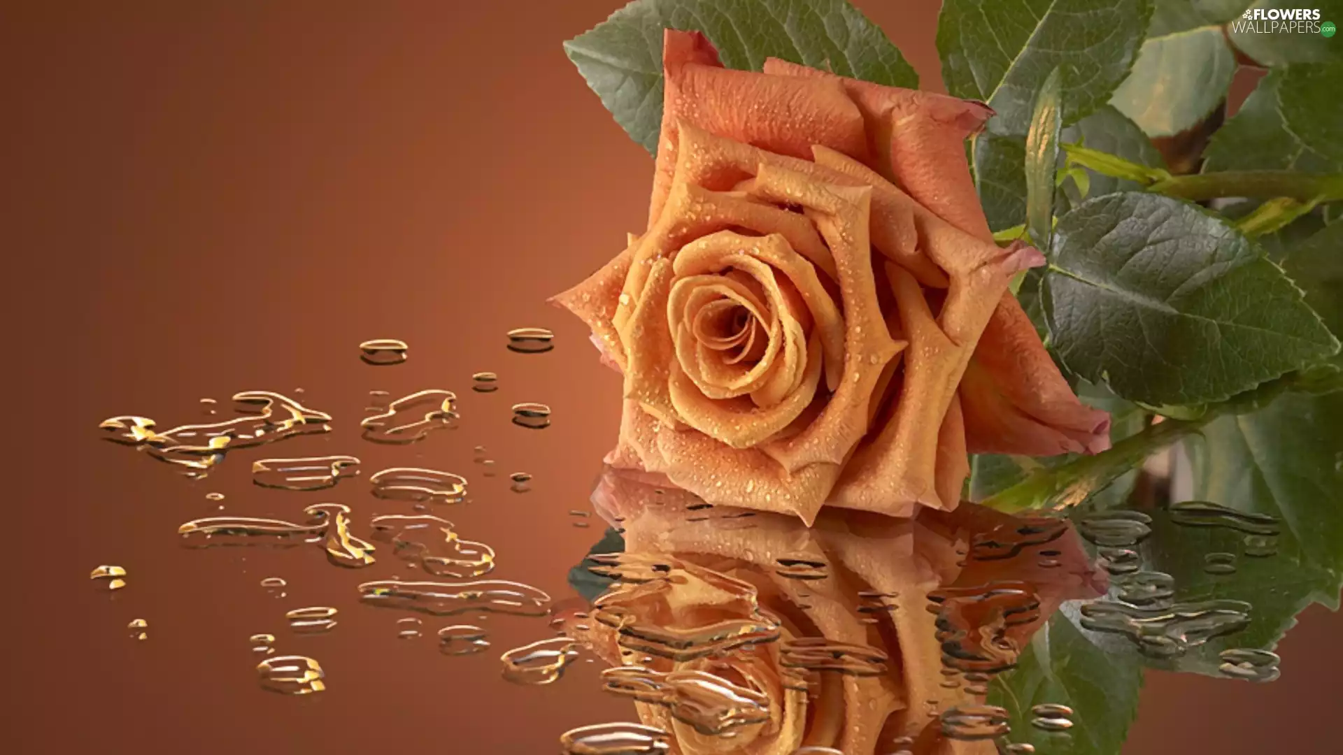 water, drops, reflection, Mirror, rose