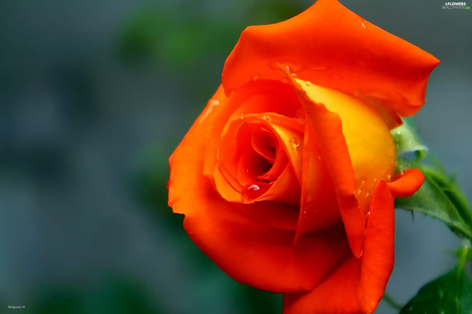 drops, Blossoming, rose