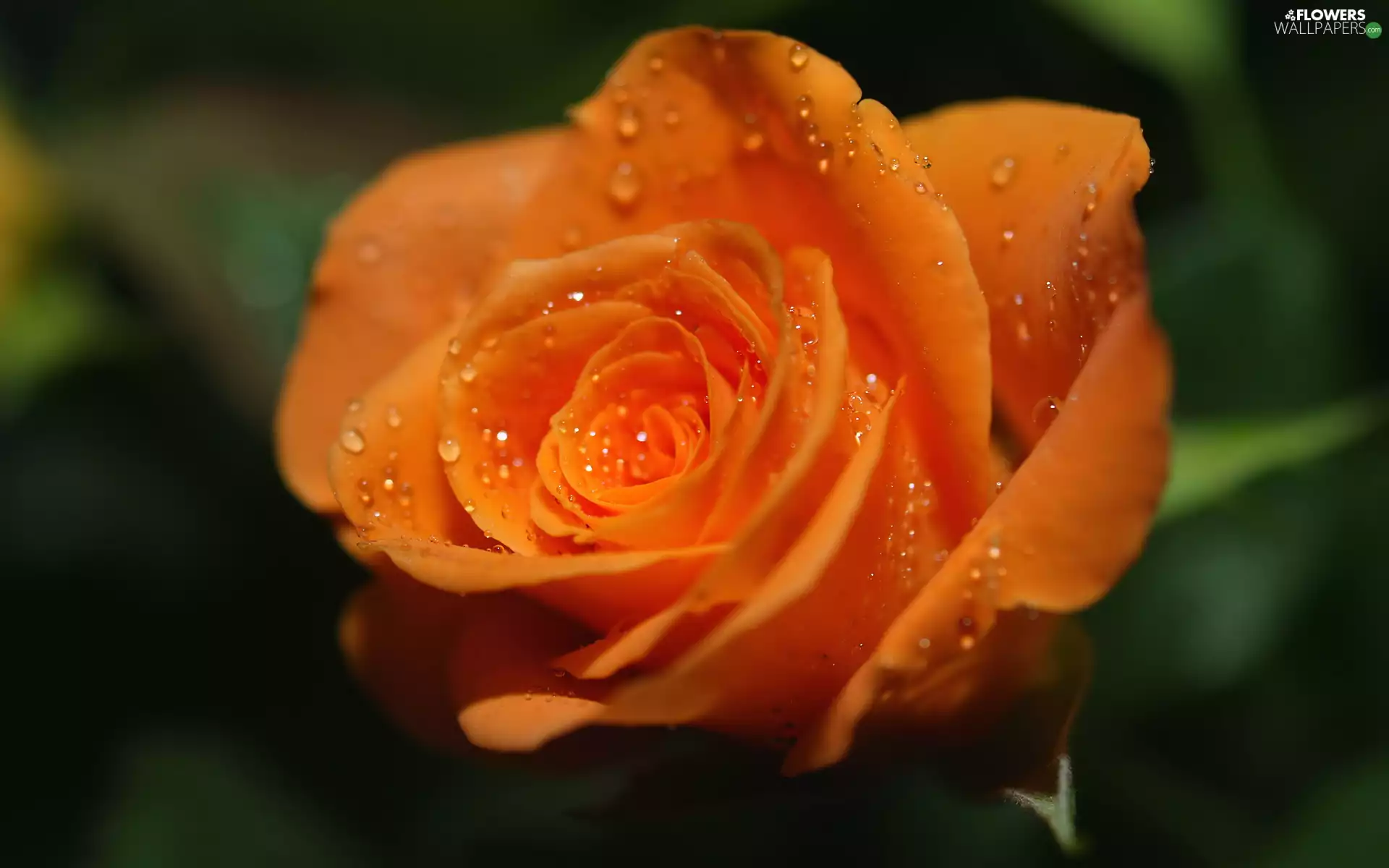 drops, Orange, rose