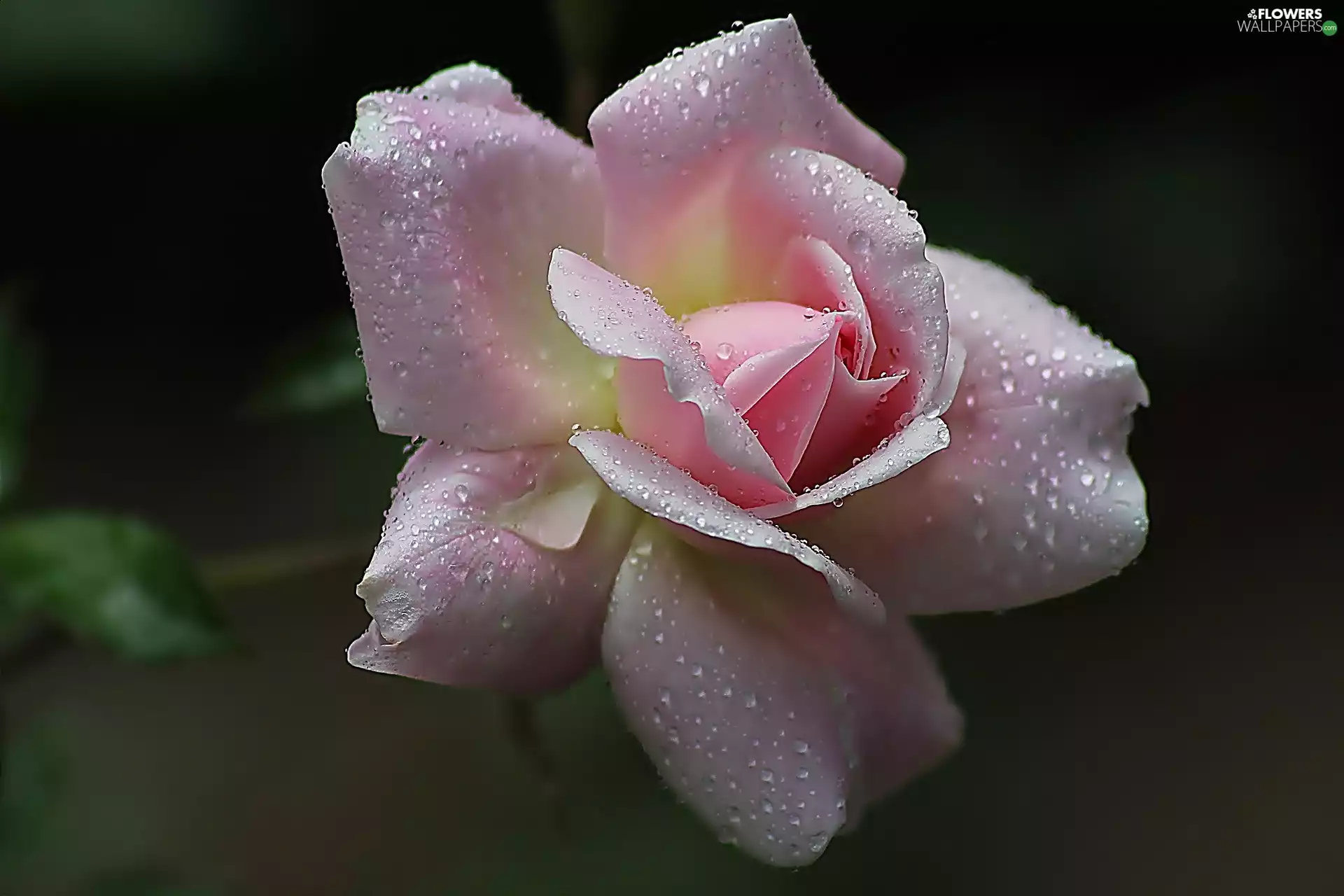drops, Pink, rose