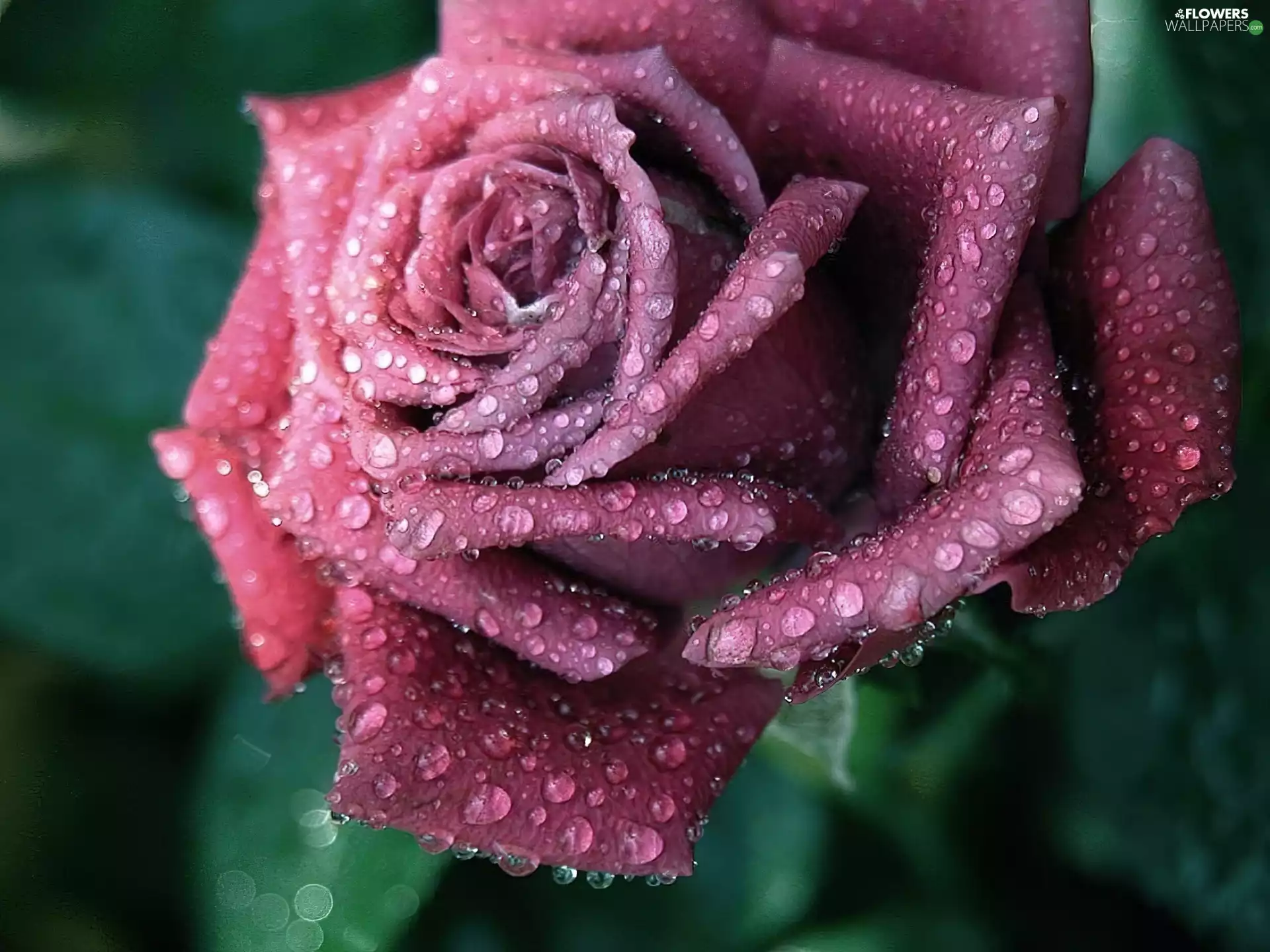 drops, Purple, rose