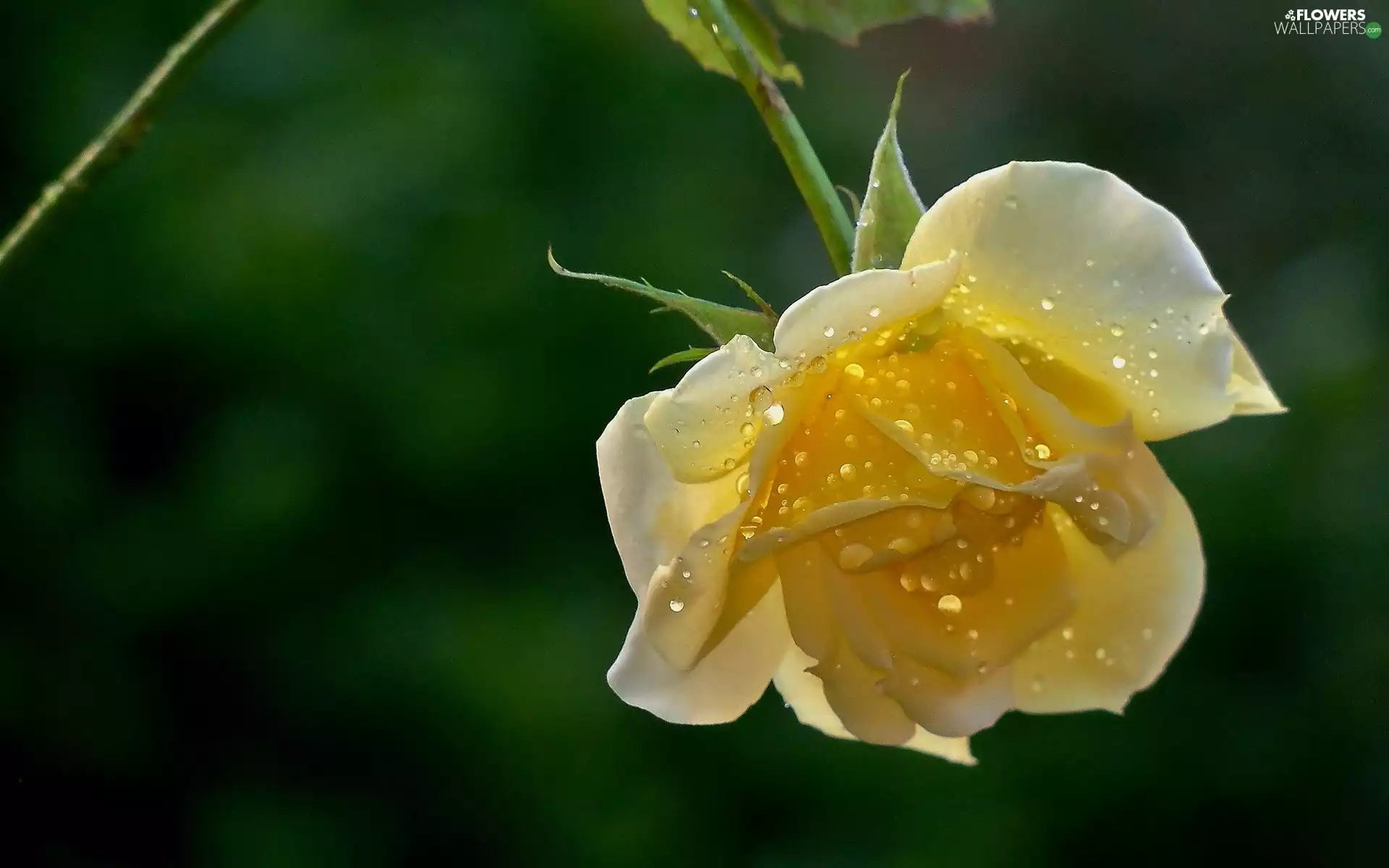 drops, tea, rose