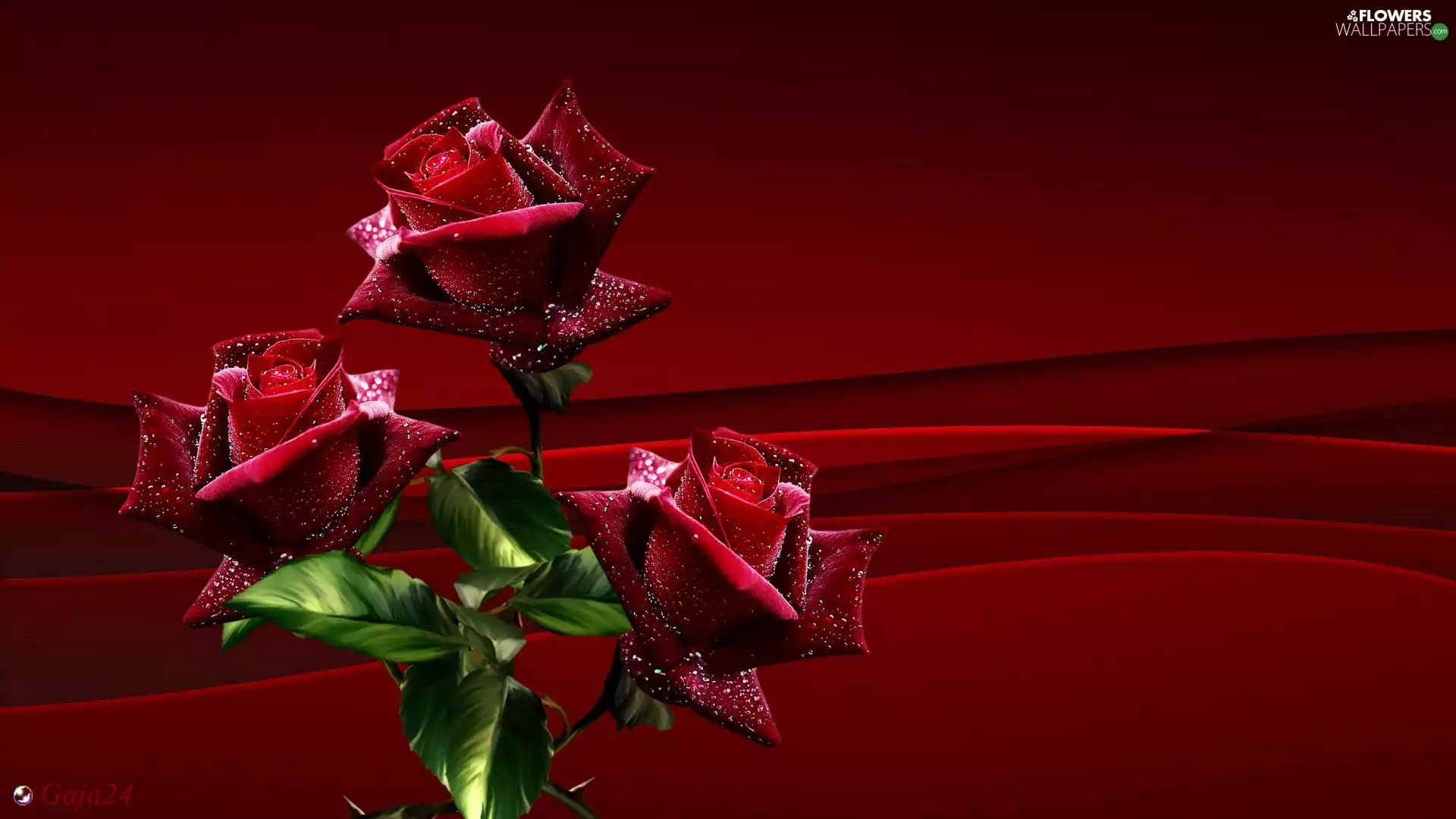 drops, Red, roses