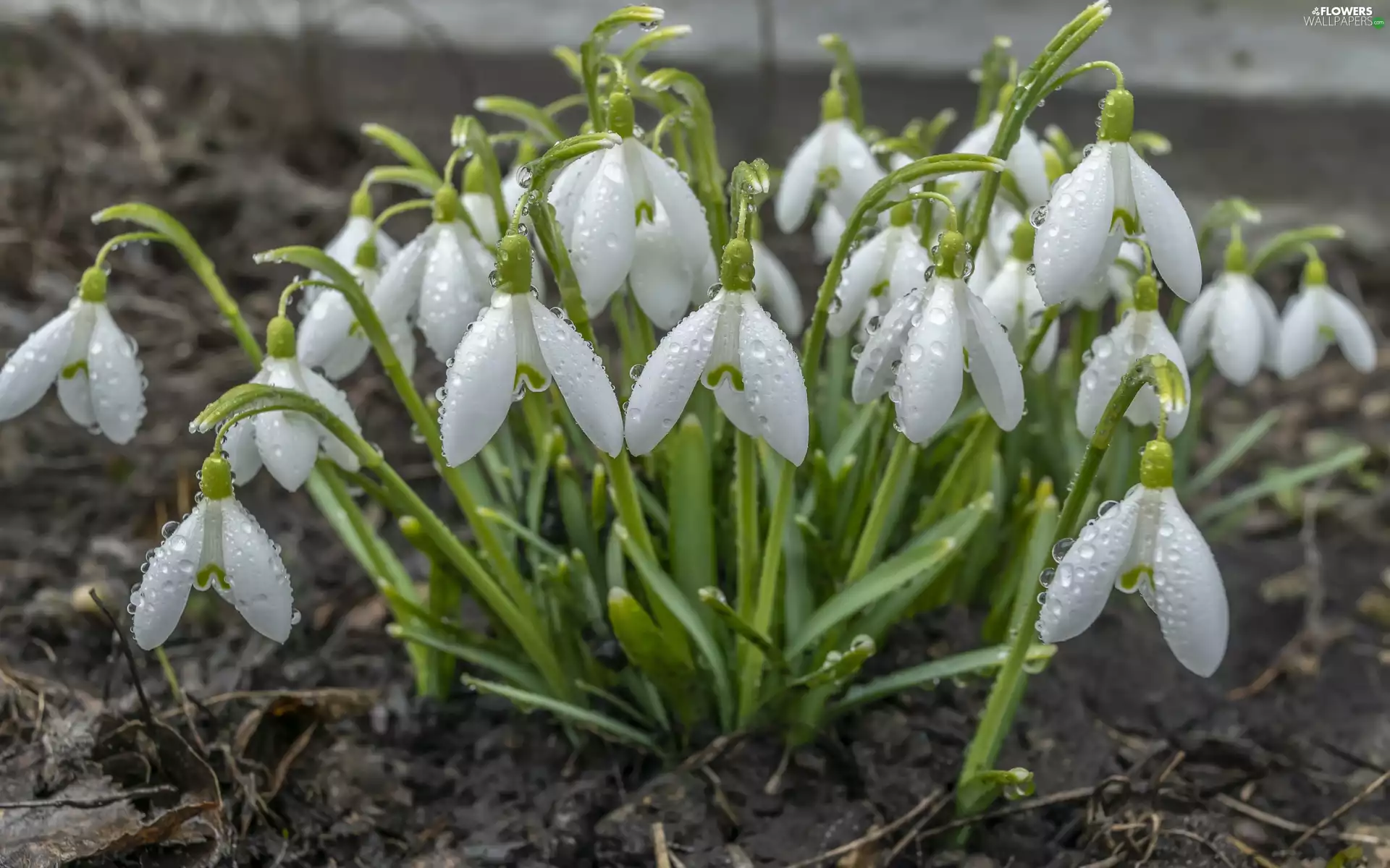 drops, Flowers, Snowdrop